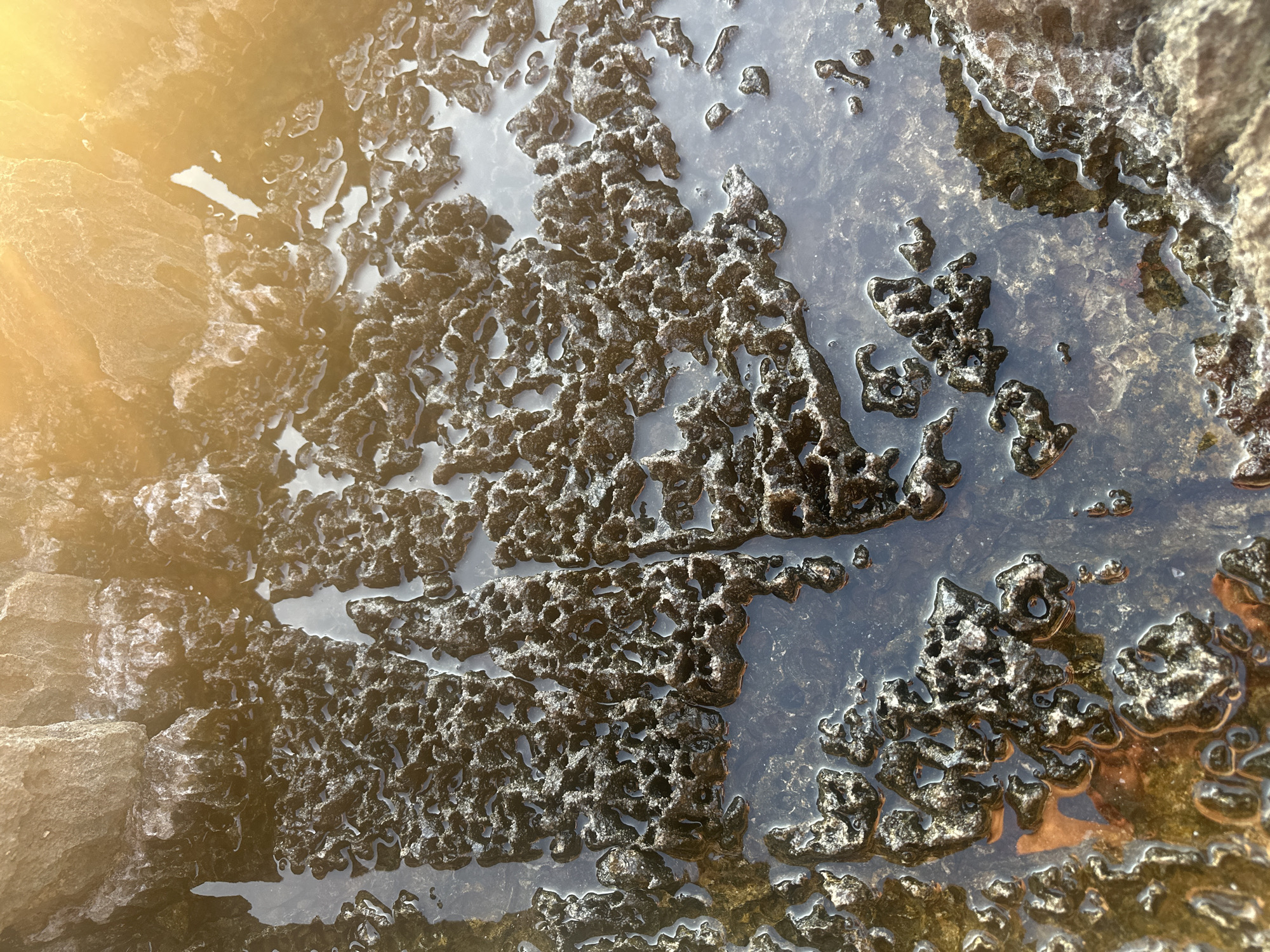 Rocky tidal pools and a coastal sunset in Montenegro