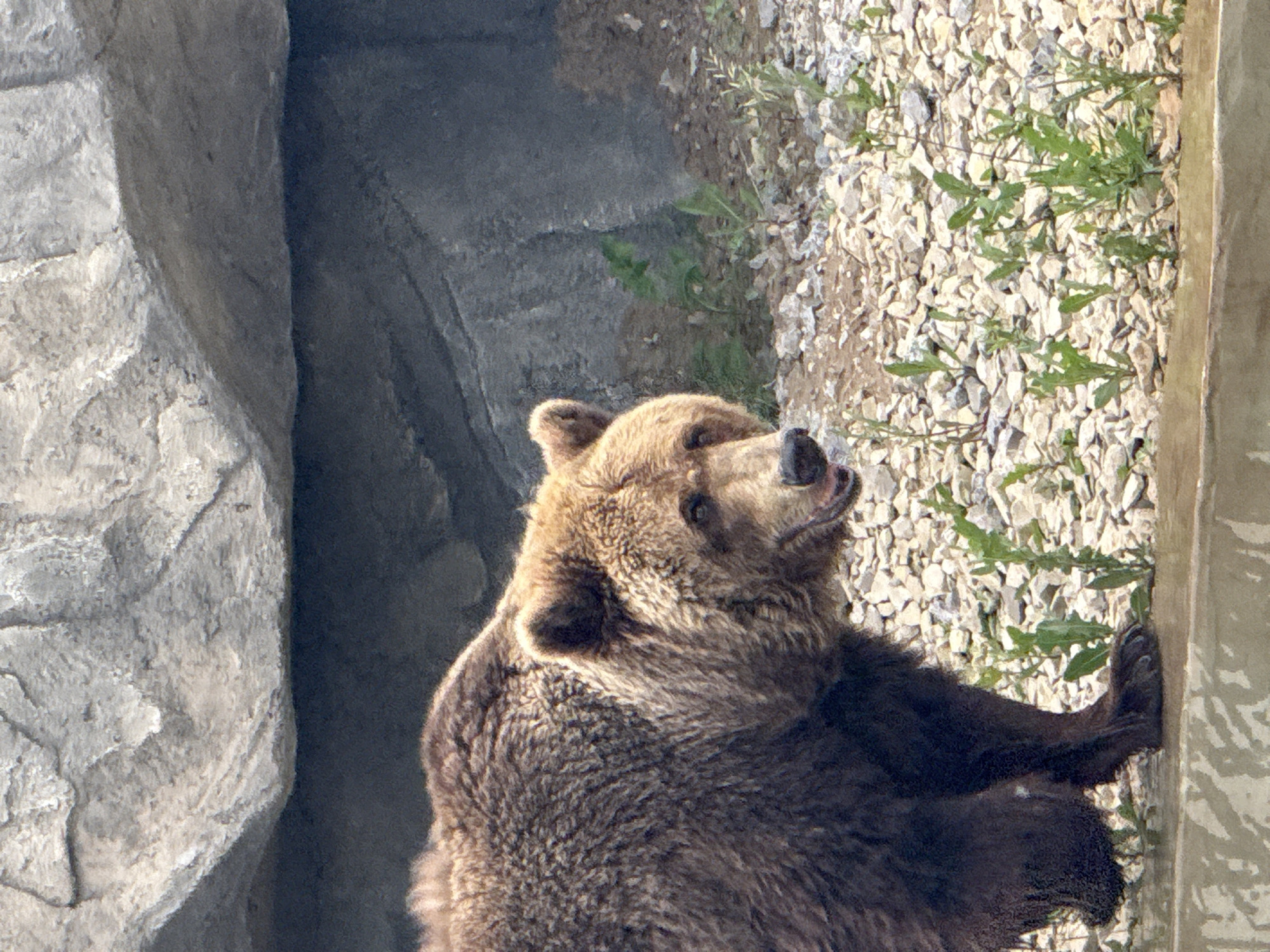 Zoo visit in Perm captures diverse wildlife in enclosures