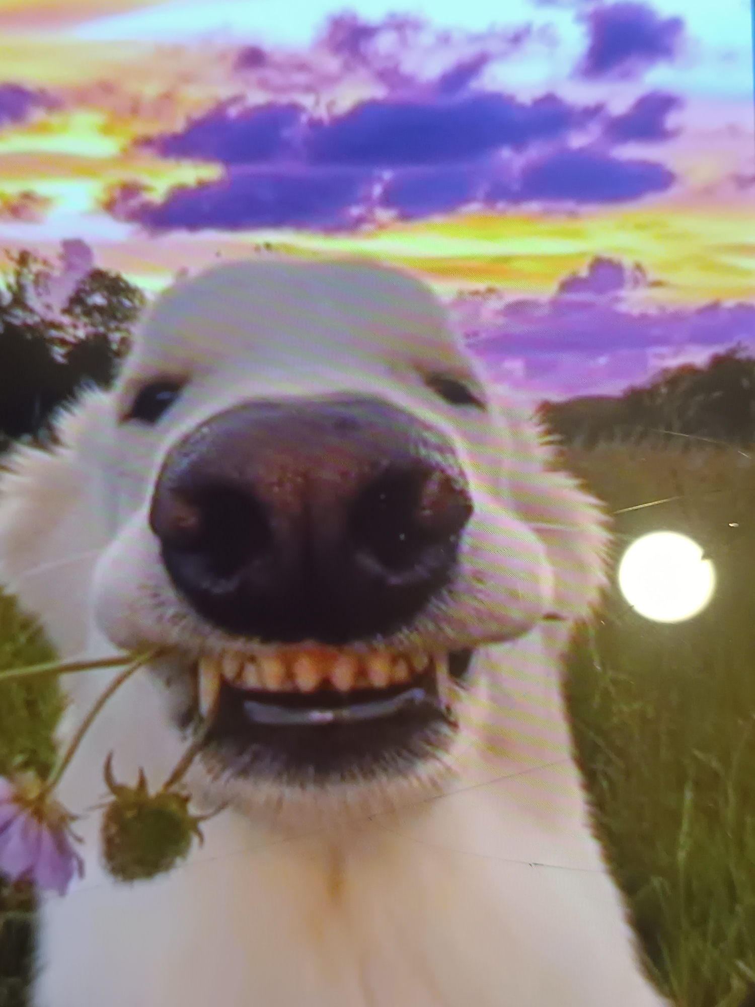 Surreal animal edits and vivid food shots from Odesa