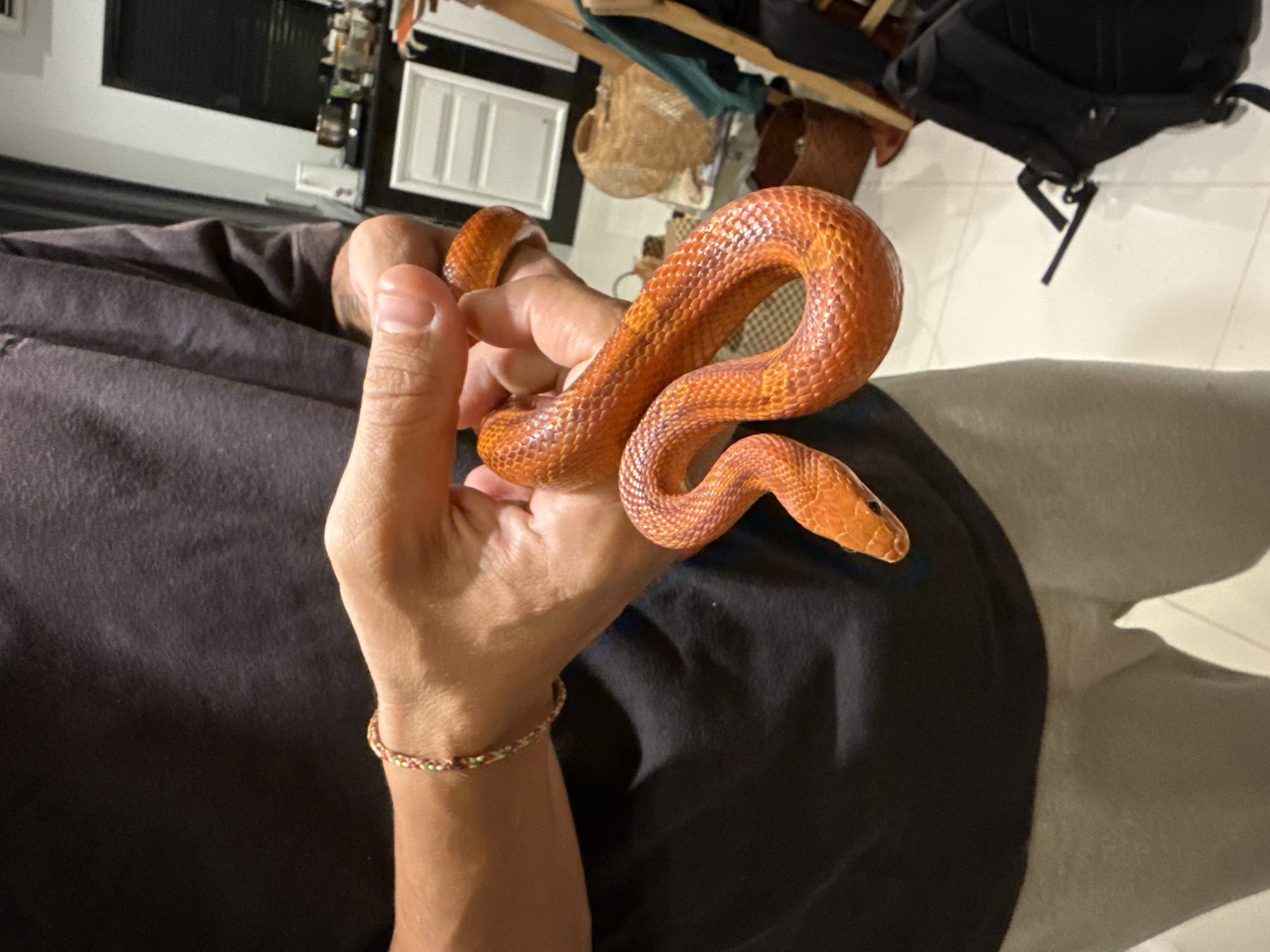 Person handles pet corn snake on Koh Phangan island