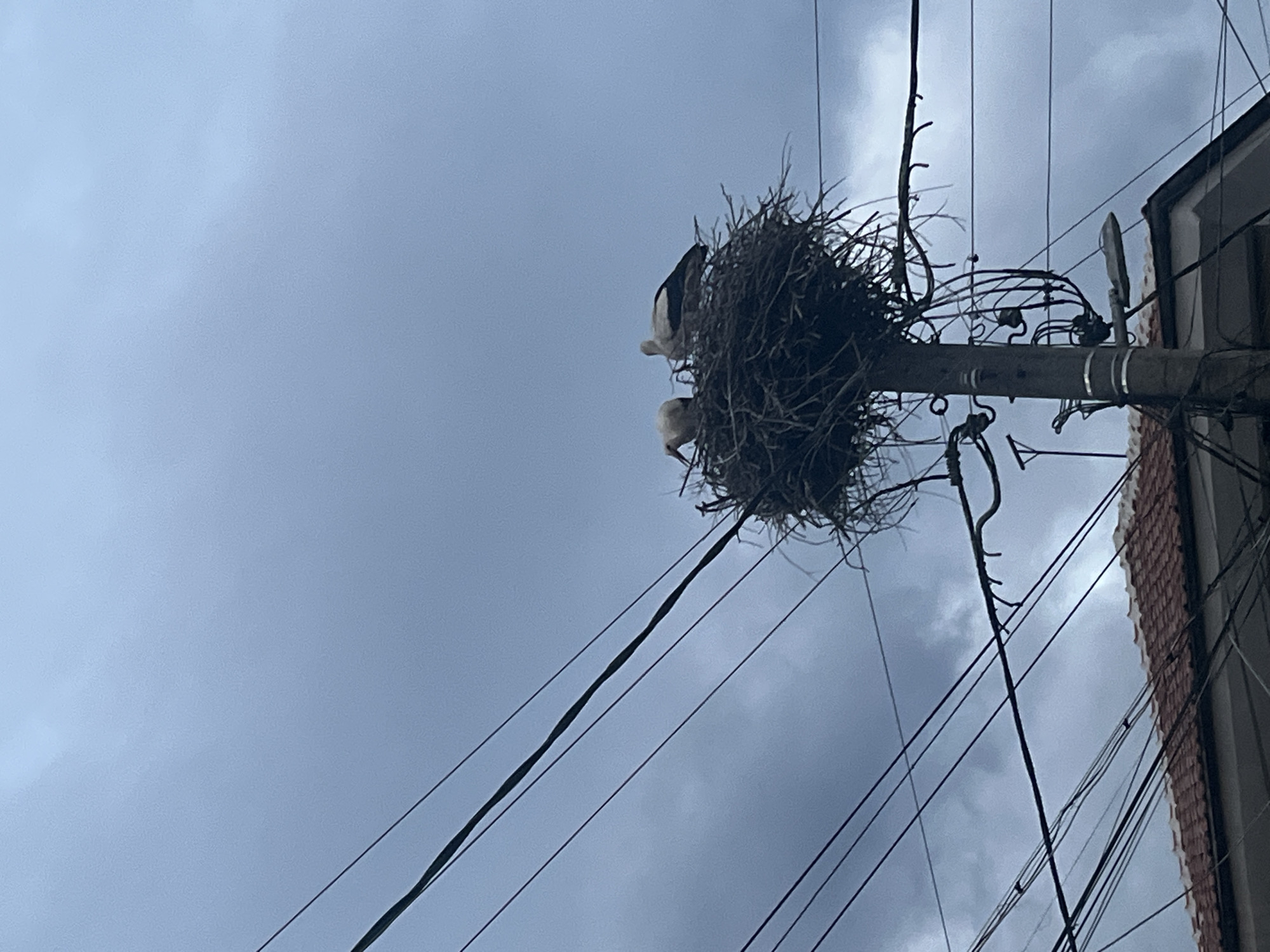 White storks spotted nesting on utility pole in Bulgaria