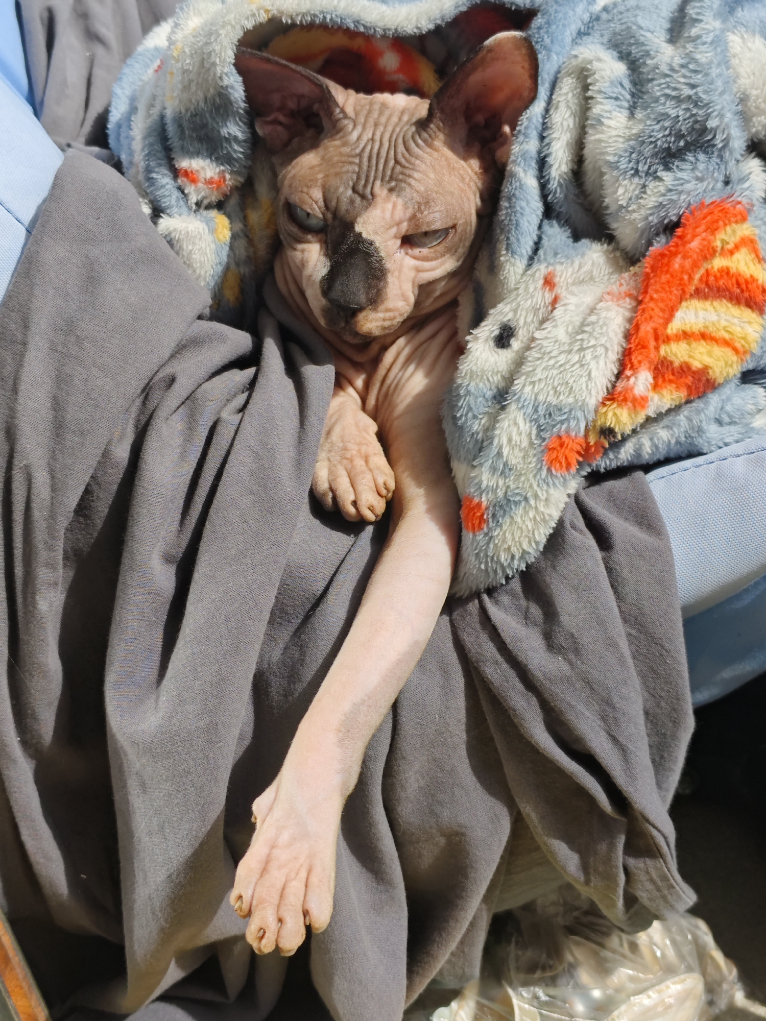 Sphynx cat bundled in blankets spotted in Pyatigorsk