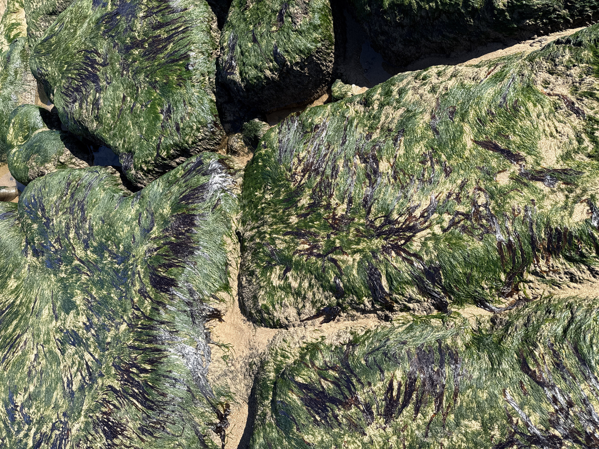 Algae-covered rocks observed on North Tyneside beach