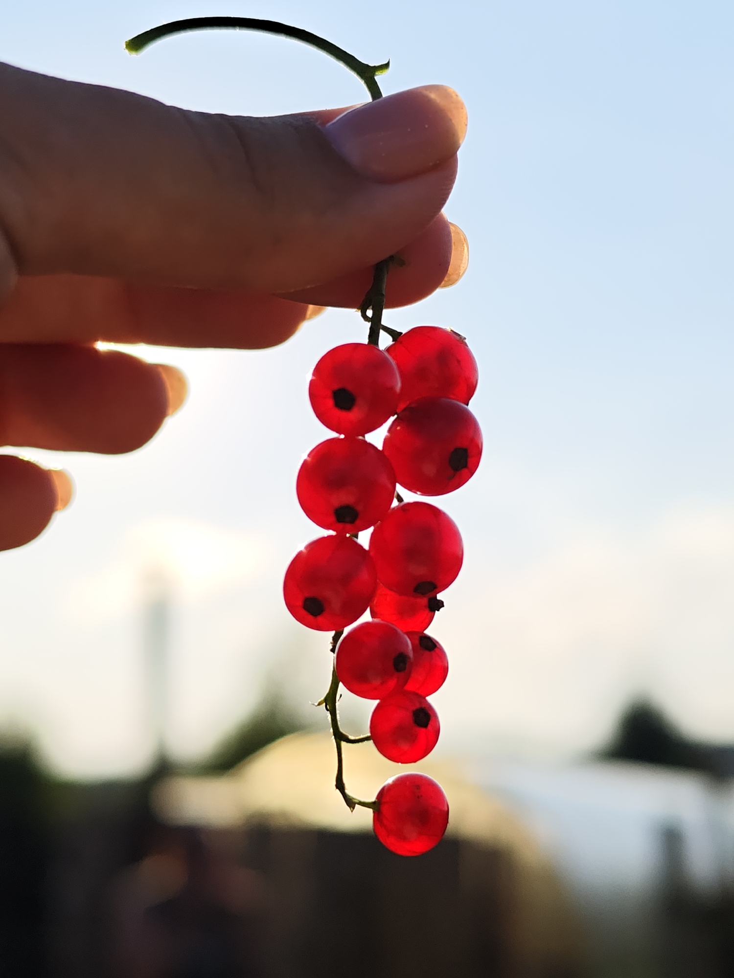 Picking red currants in a Russian backyard, summer afternoon