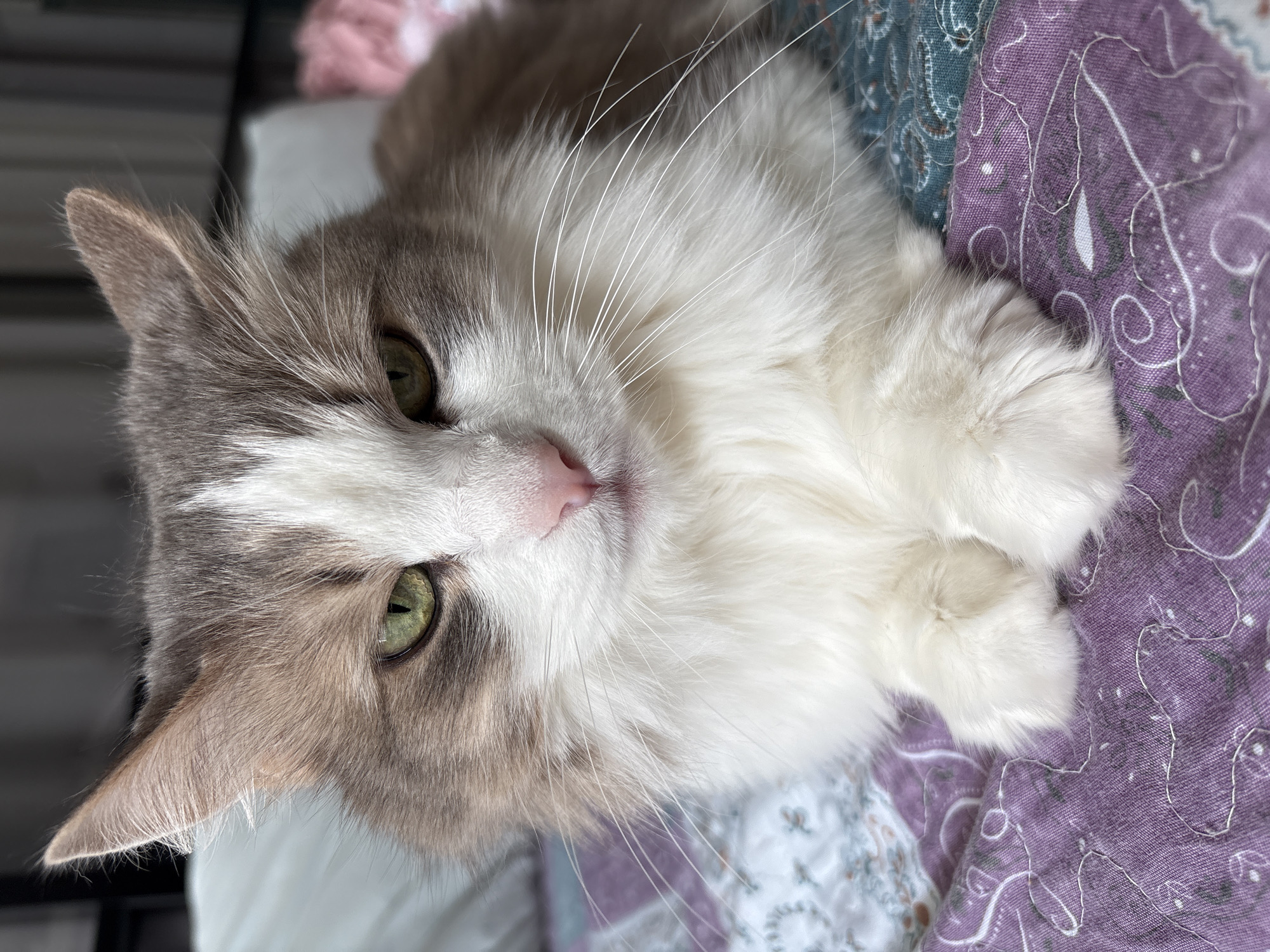 Cat photographed resting indoors, street scenes captured in Ulyanovsk