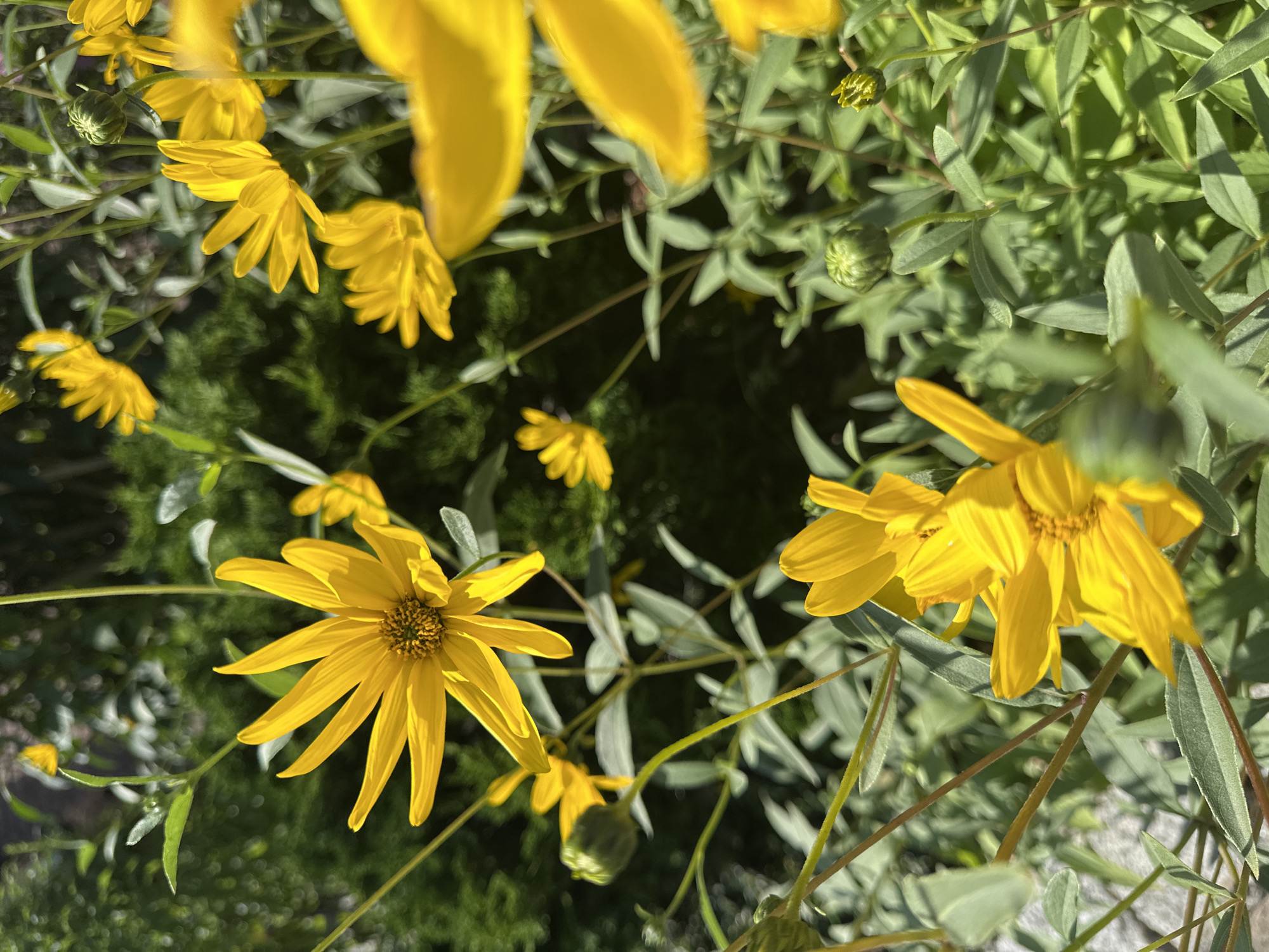 Summer morning on a Krefeld street, flowers and quiet traffic