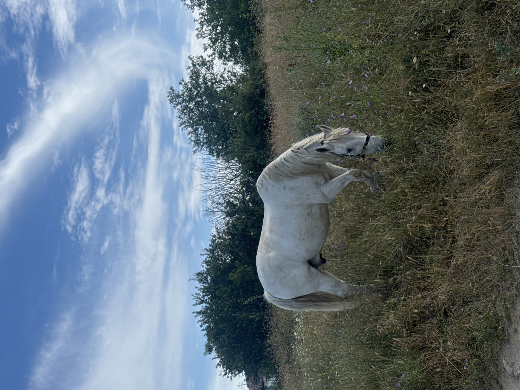 White horse grazing in a wildflower field near Varna