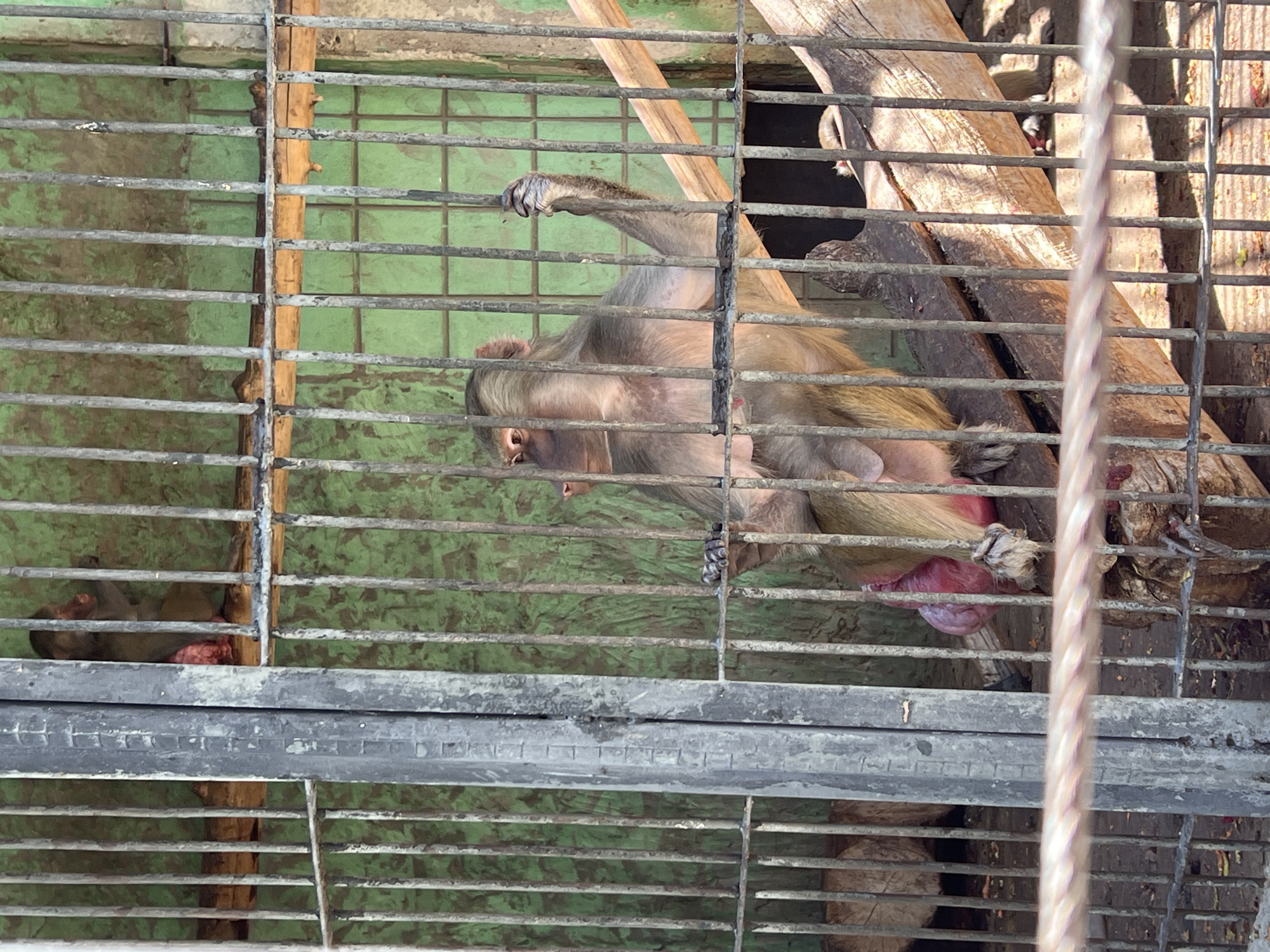 Morning walk through Yerevan Zoo, multiple animals and enclosures