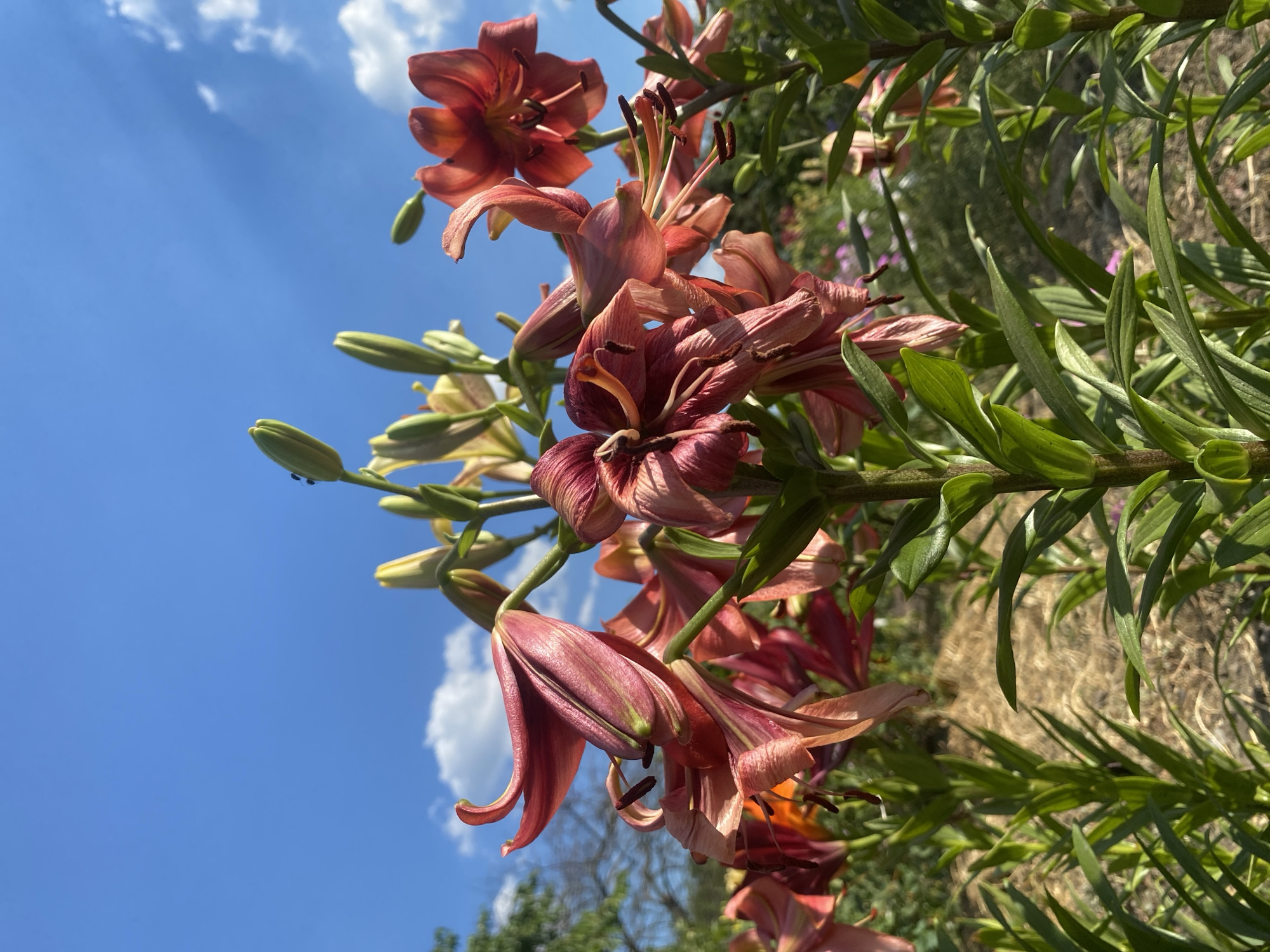 Summer garden blooms and a swallowtail butterfly in Ustyvytsia
