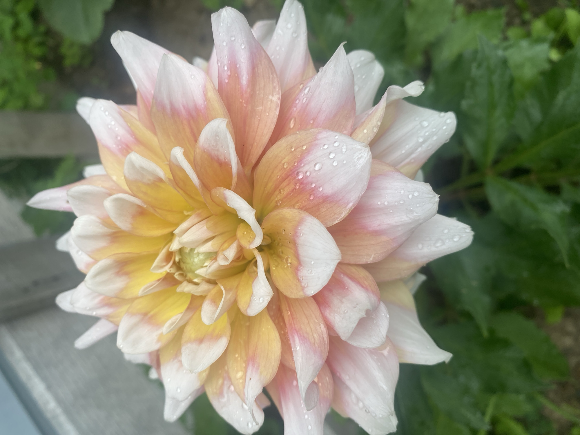Summer garden blooms in Pattersonville, up close