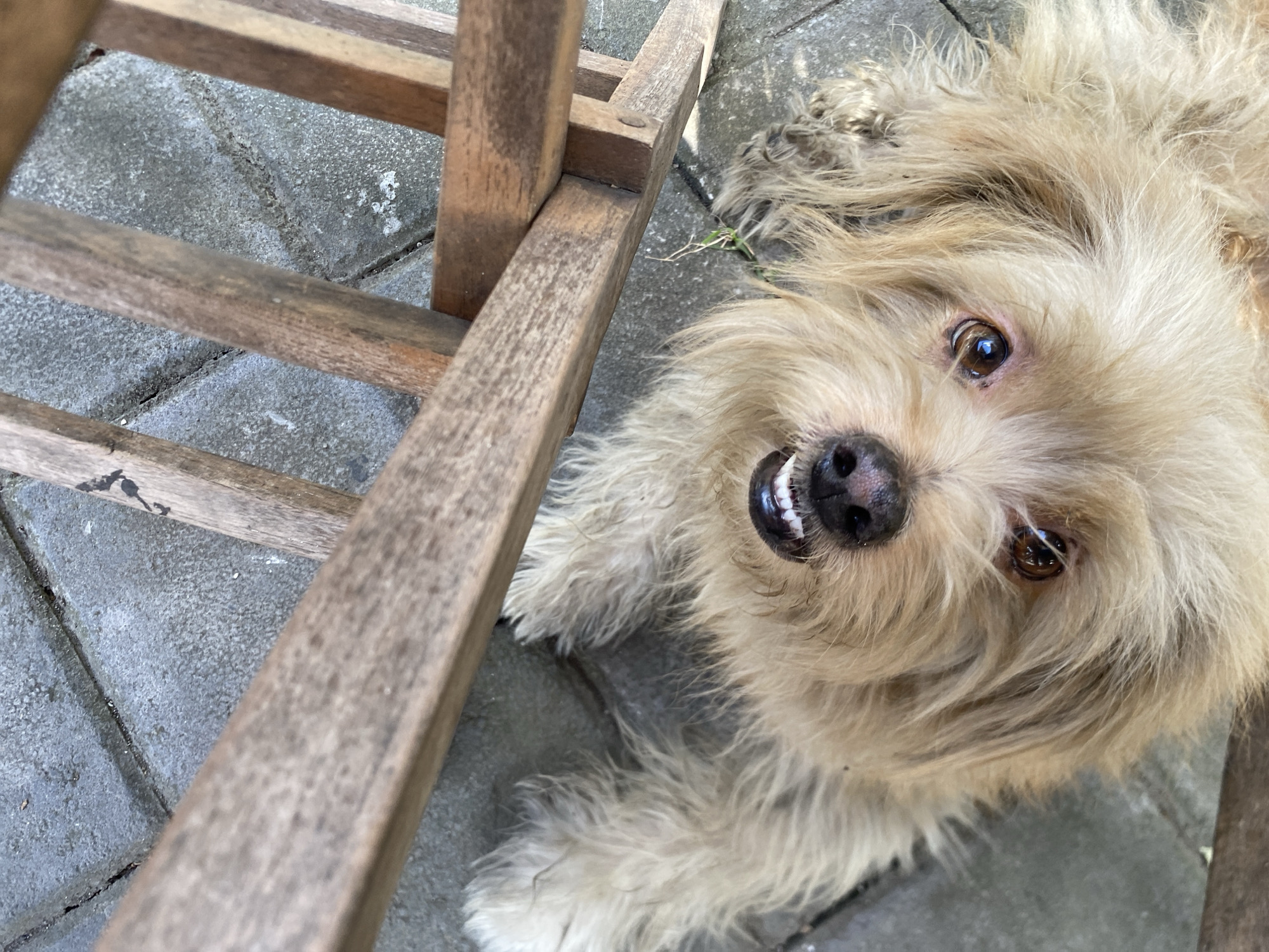 Scruffy dog lounges on a tiled patio in Mengwi, Bali
