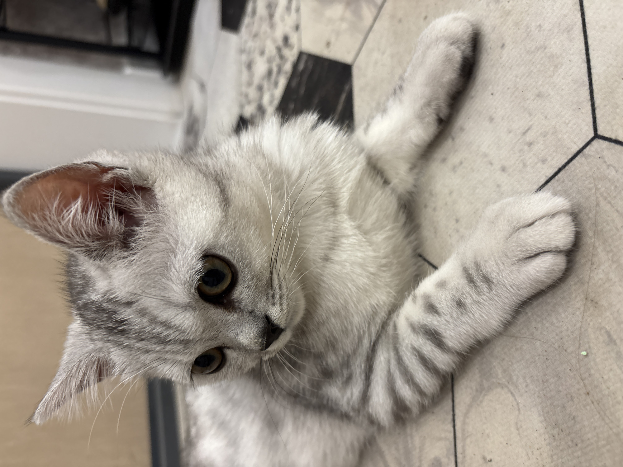 Domestic moments captured with woman, child, kitten in Izhevsk residence