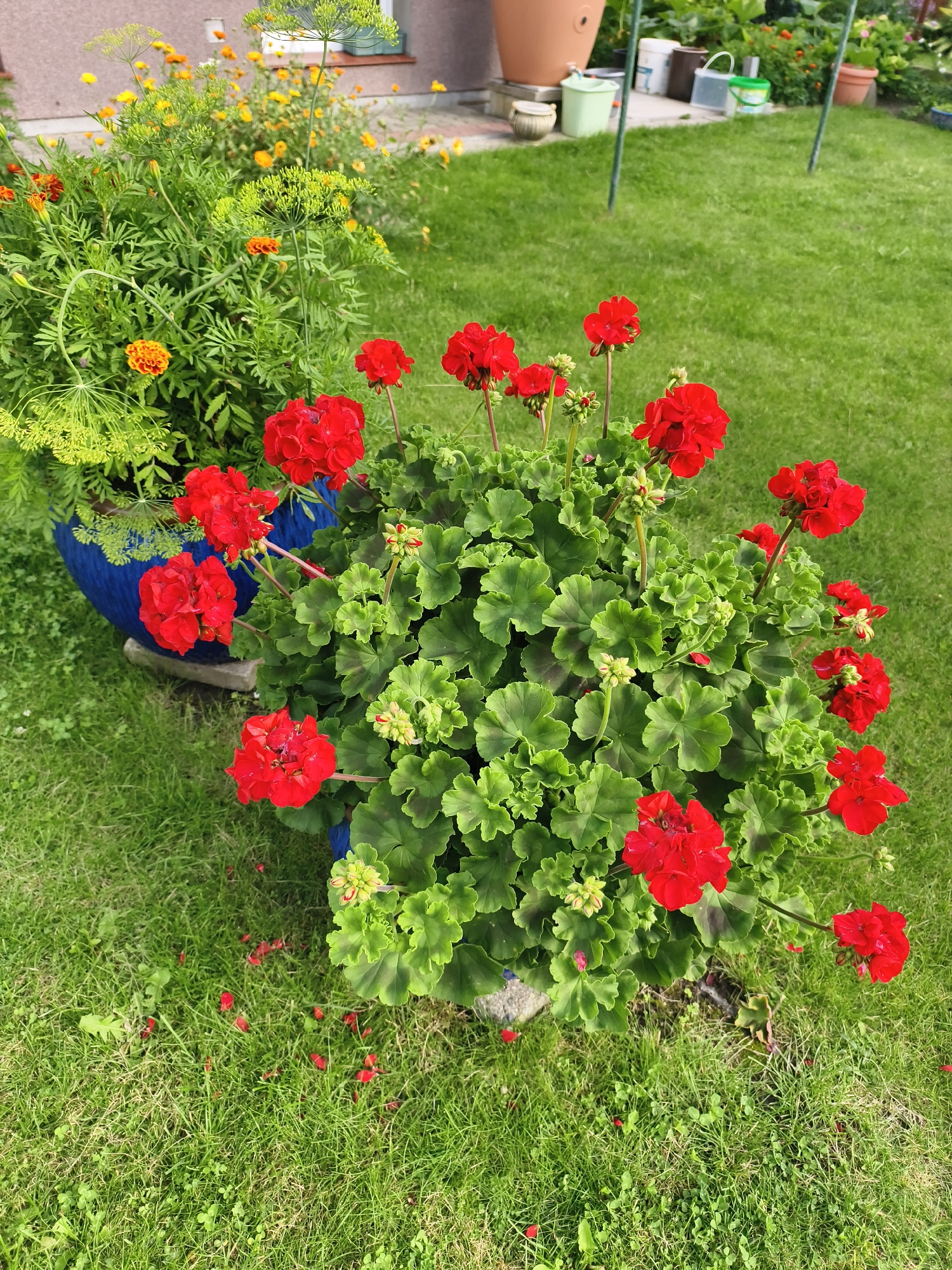 Afternoon in a Tczew backyard garden, summer in full bloom