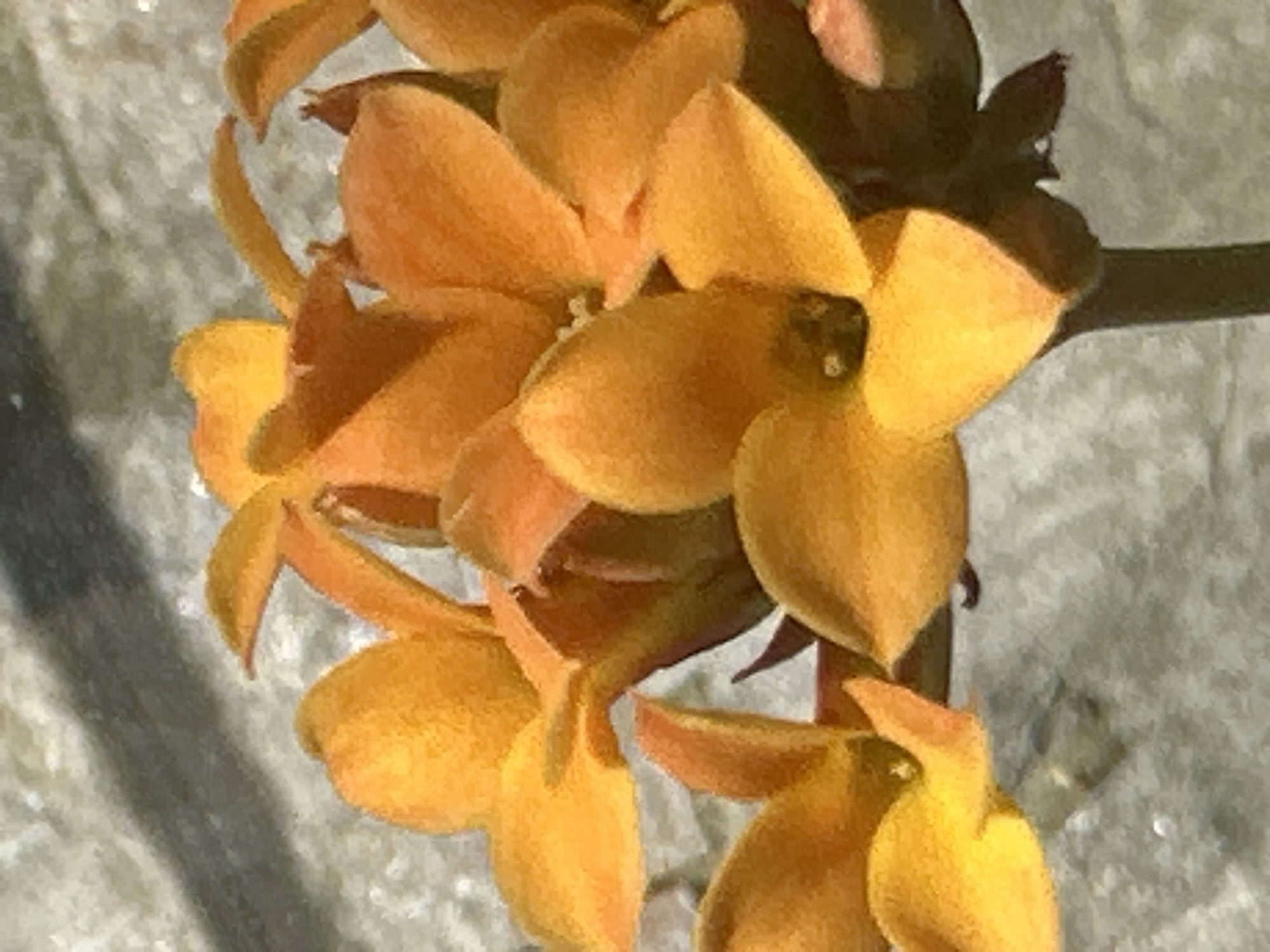 Spring flowers bloom in Varna residential garden
