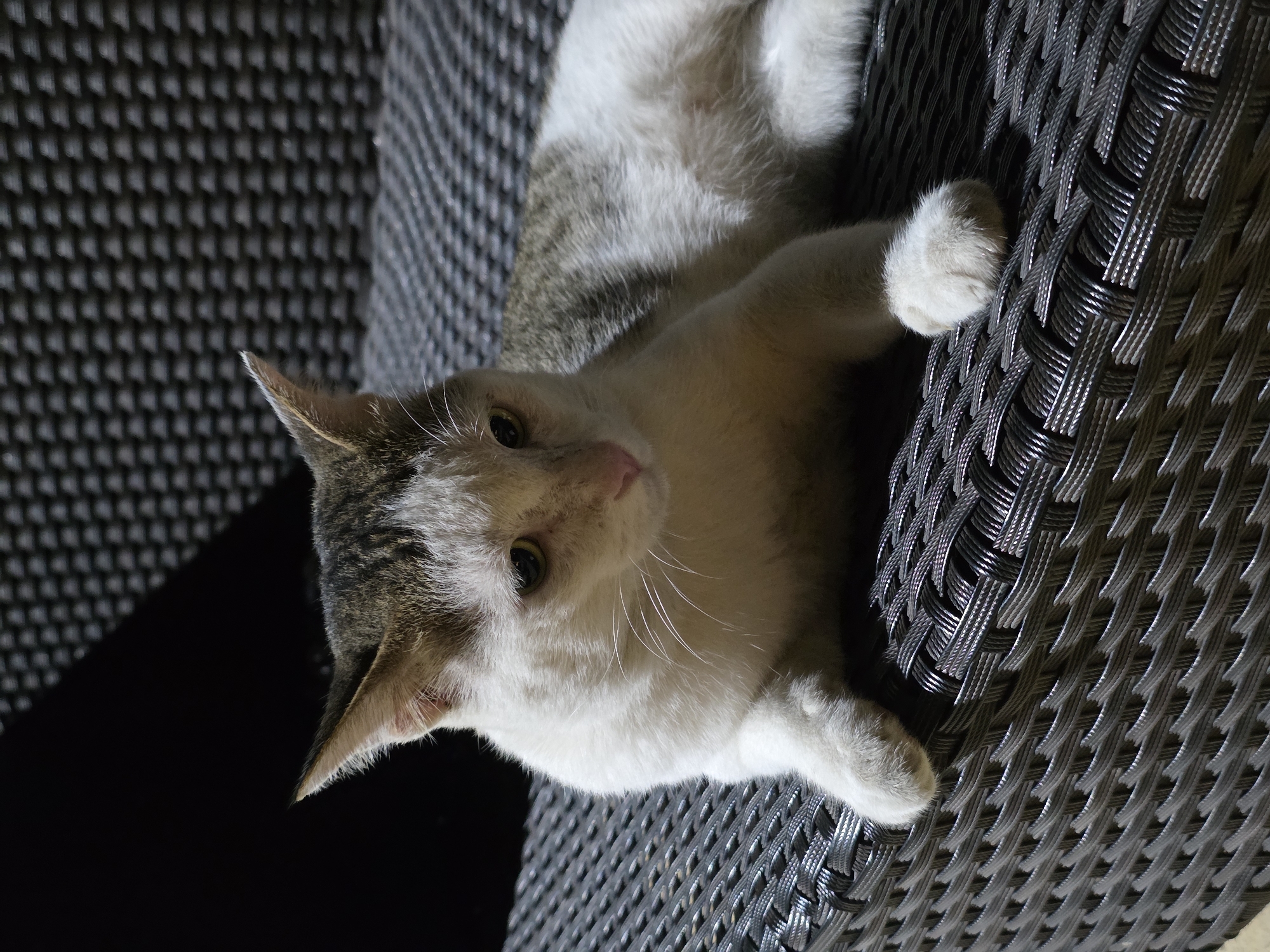 Tabby cat photographed on furniture in Pattaya, Thailand