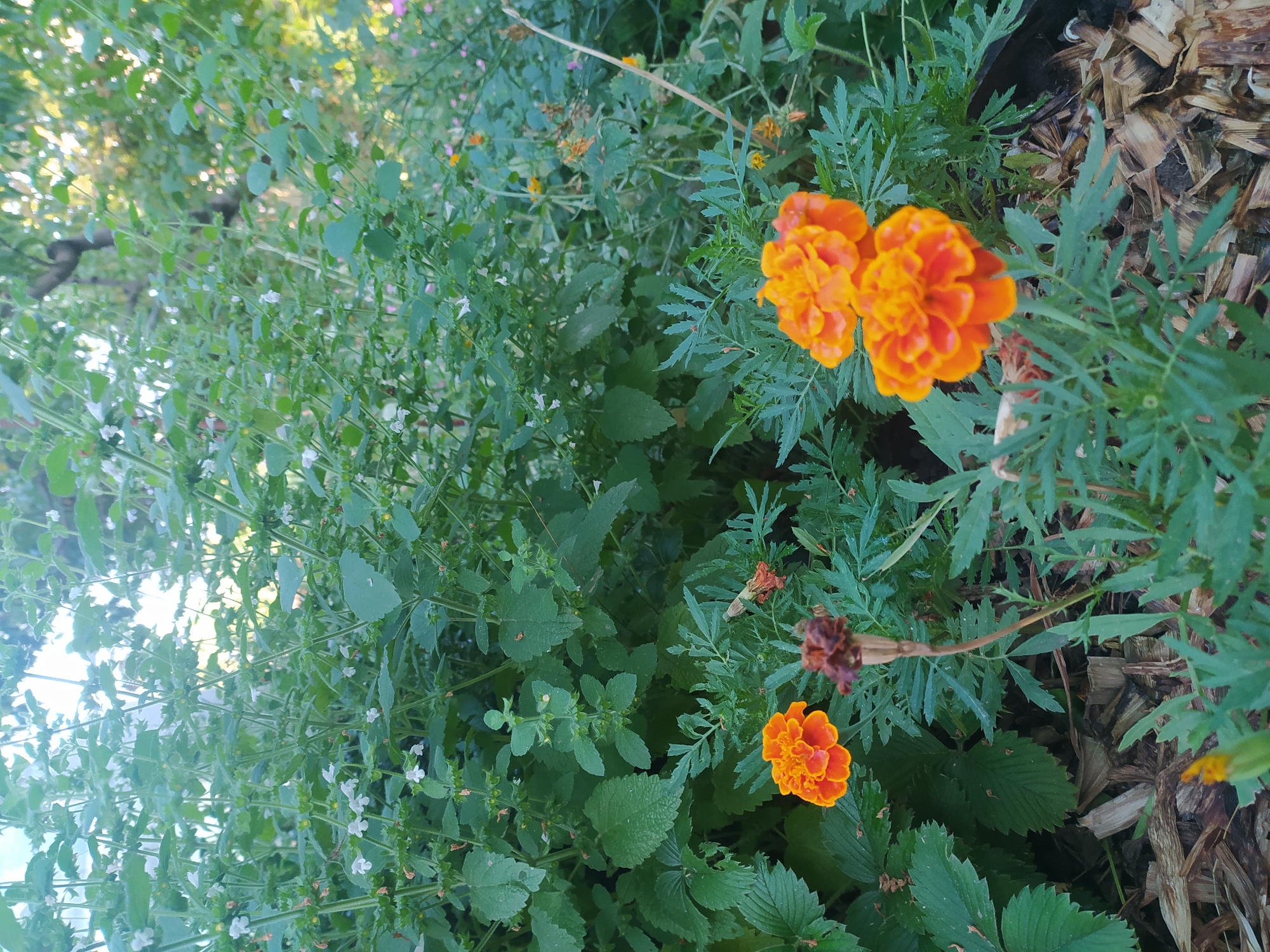 Late afternoon garden in Chornomorsk, full of summer growth
