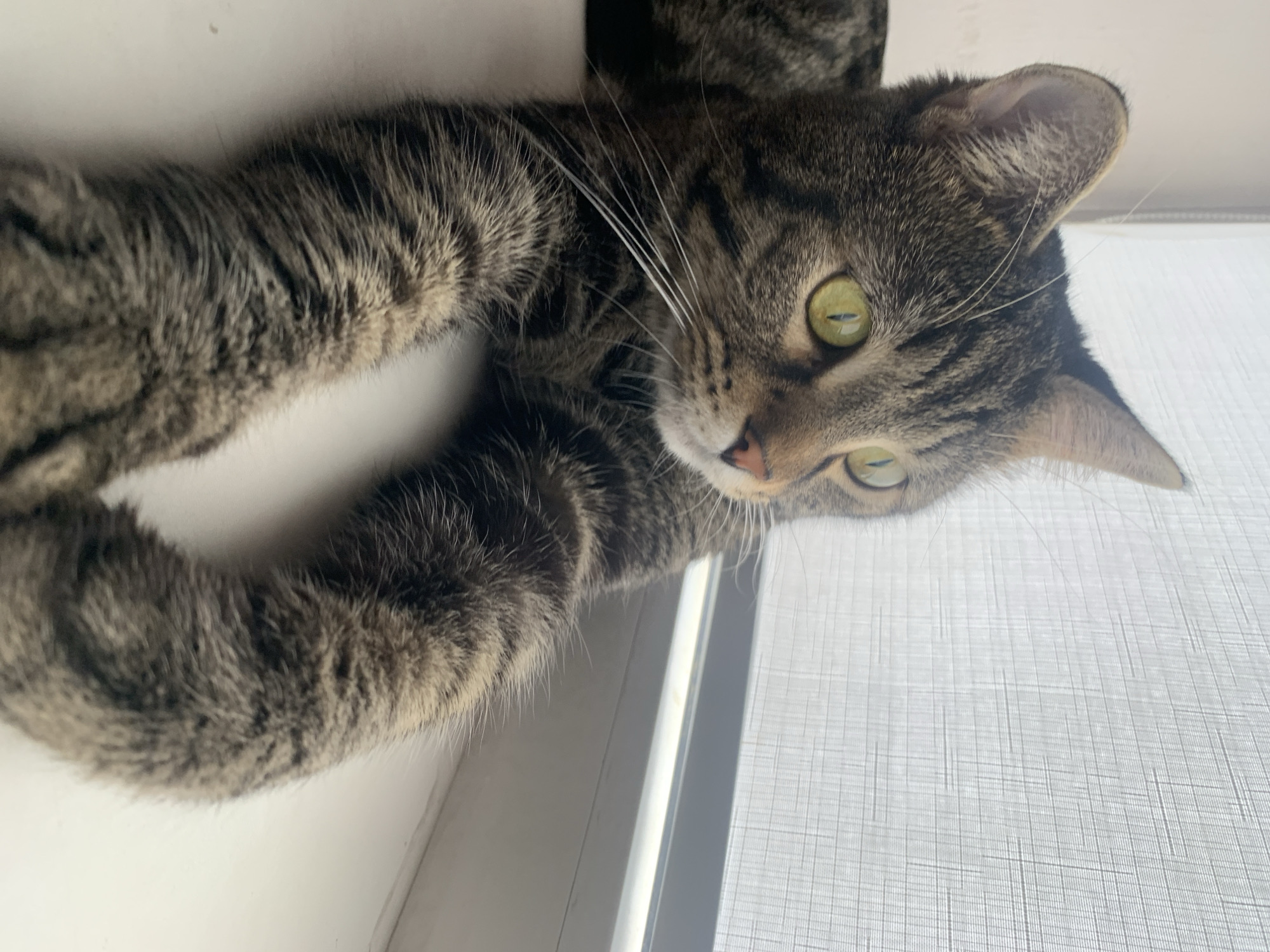Tabby cat on a windowsill, up close and relaxed