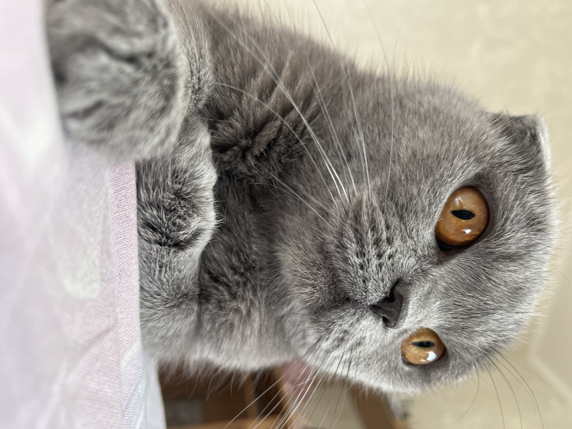 Morning cat and courtyard scenes captured in Hrodna