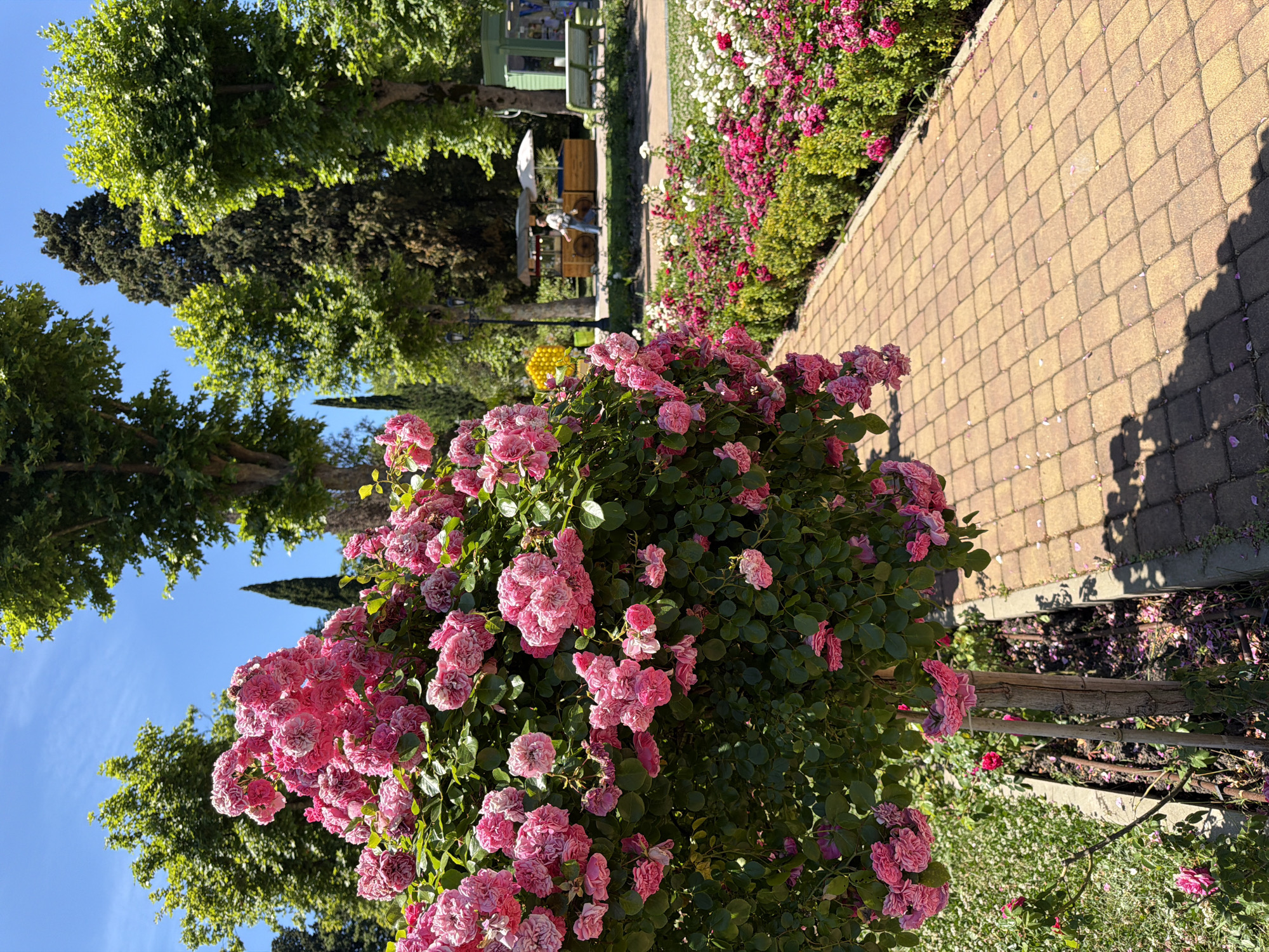 Sunny morning through Sochi's parks, gardens, and riverside spots
