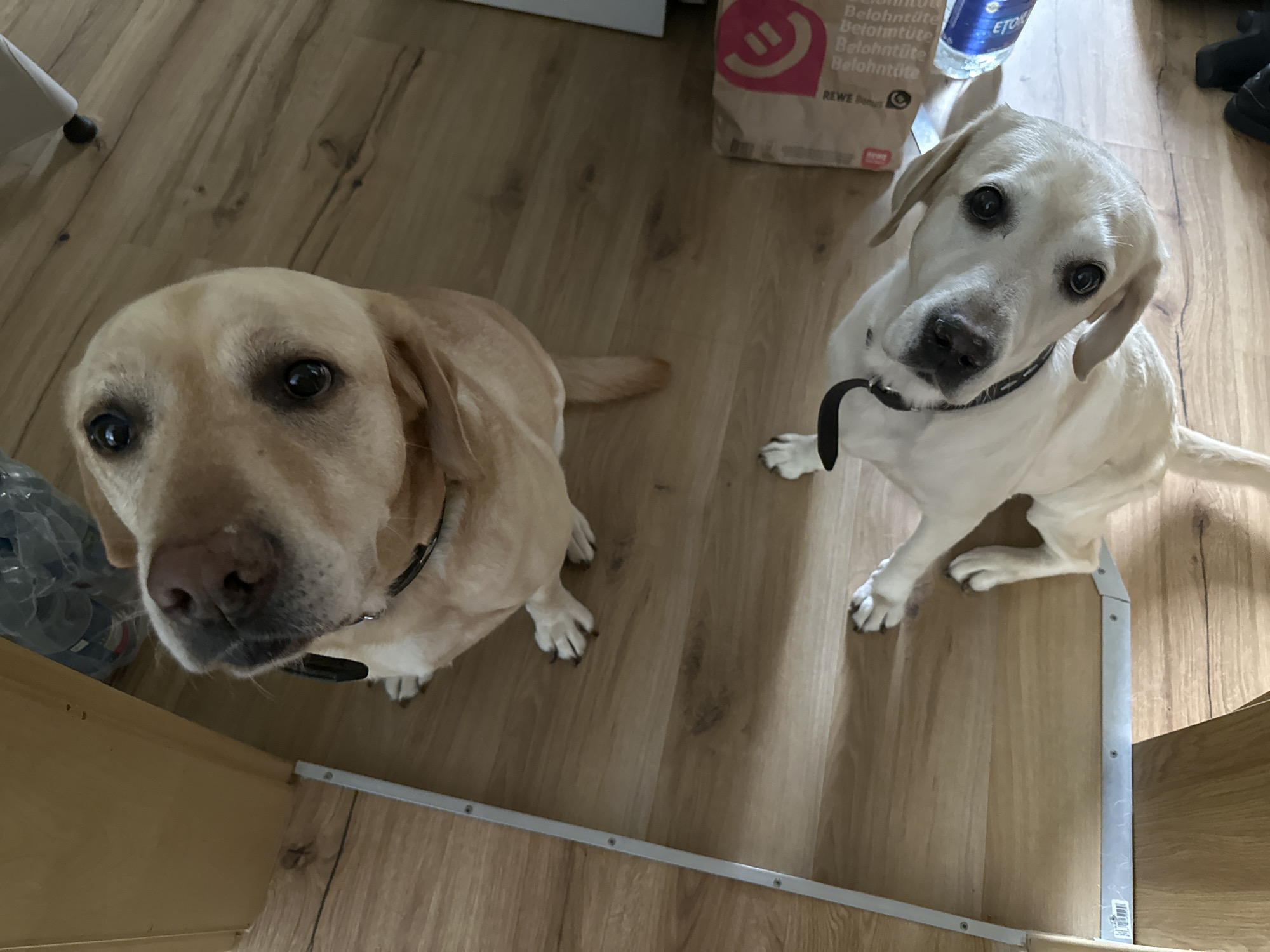 Two Labradors and a quiet Arnstadt street, same minute