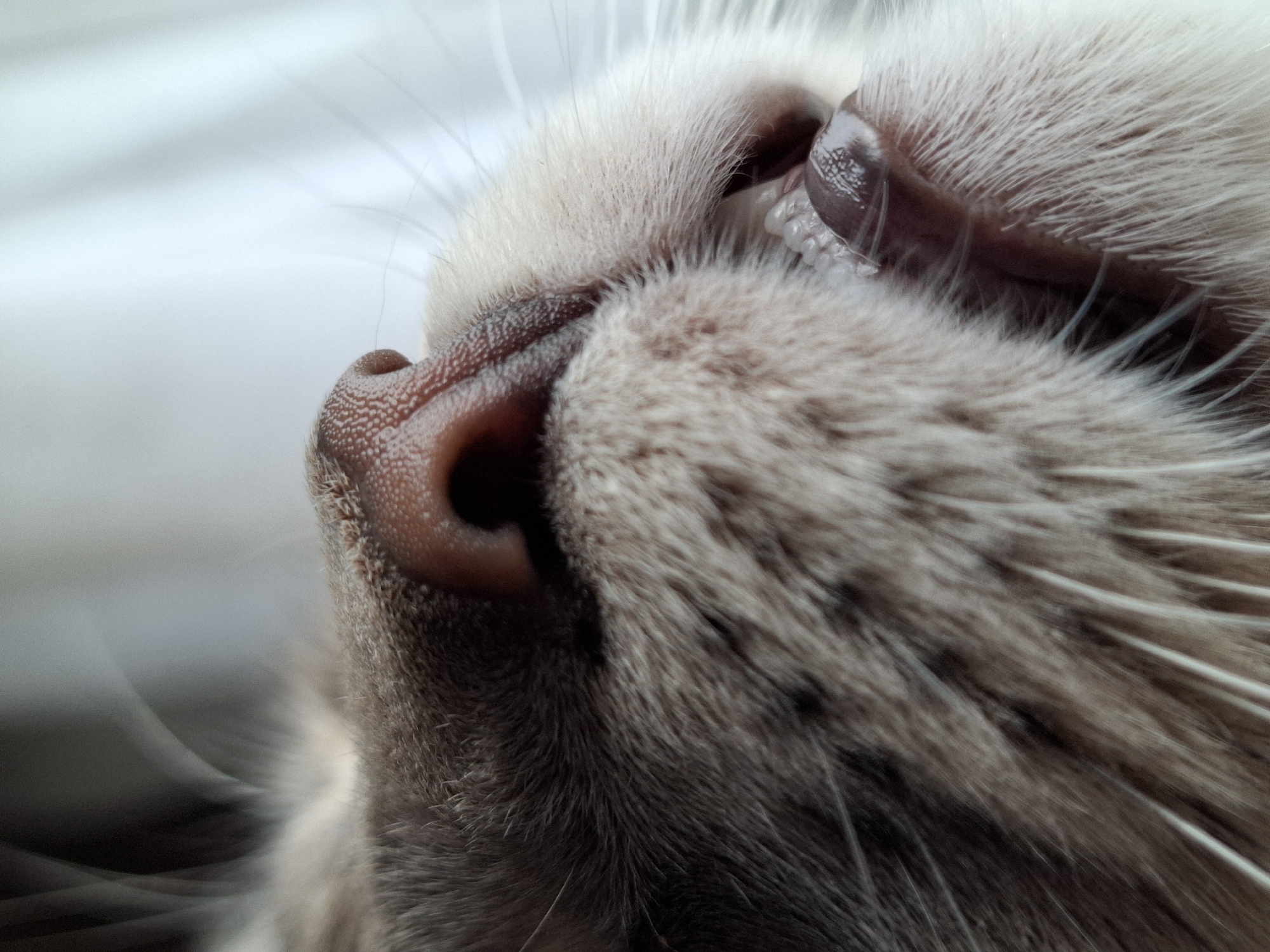 Cat photographed in close-up showing nose and teeth