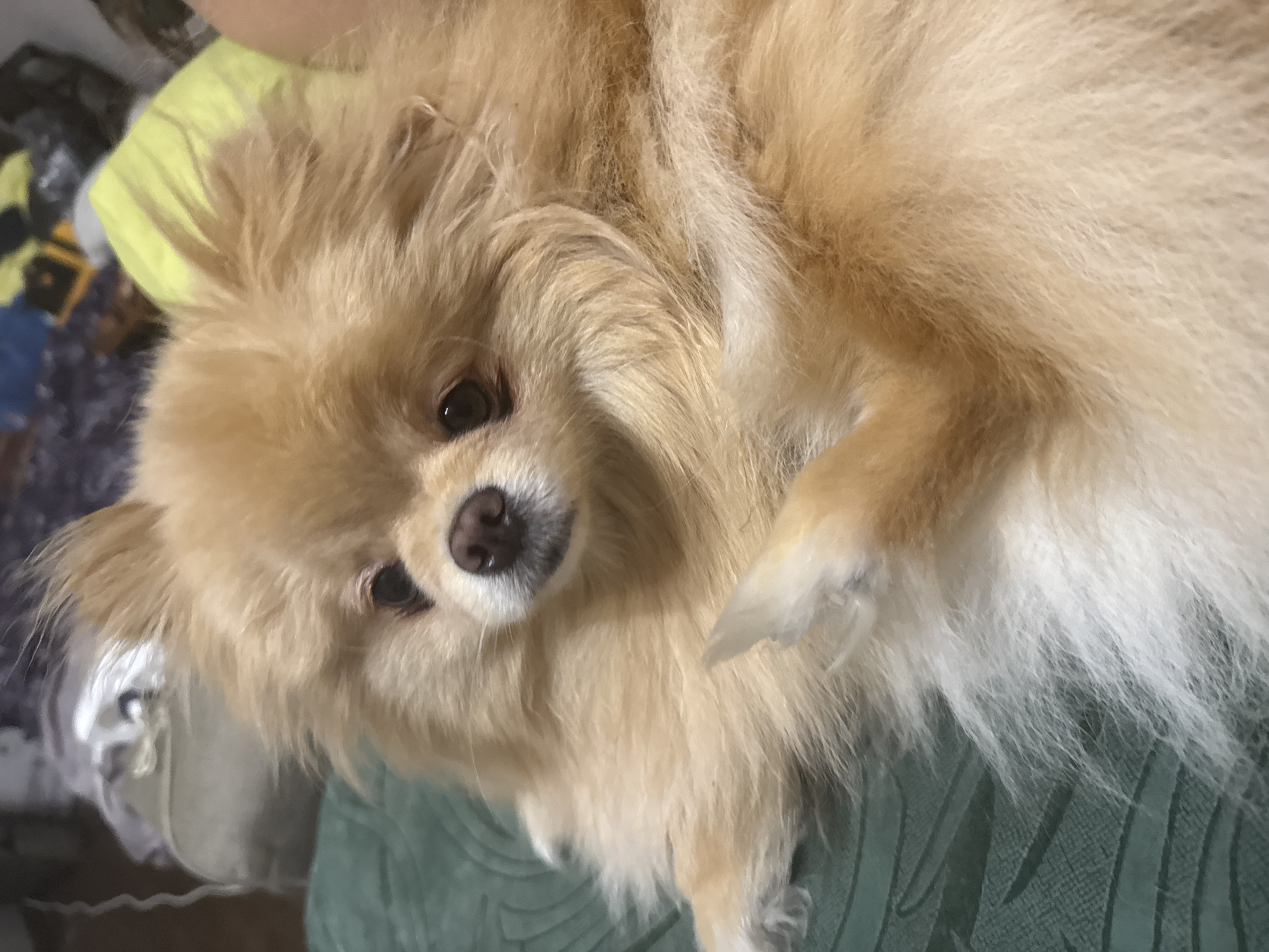 Pomeranian naps and cuddles on a green surface indoors