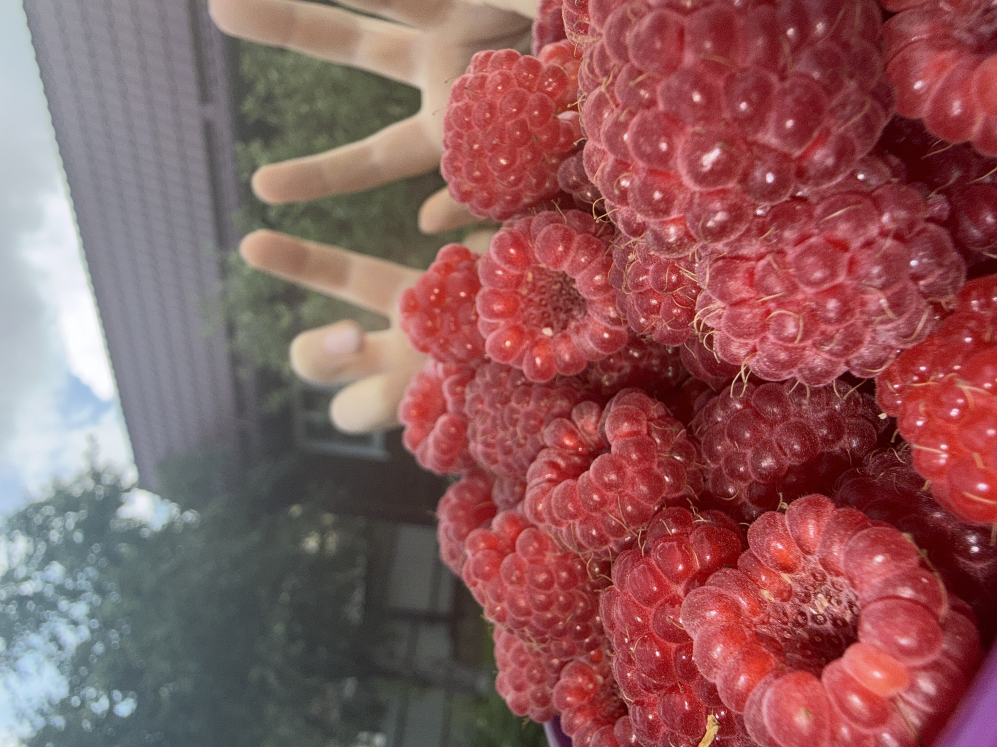 Fresh raspberry harvest overflows a container in Dmitrov backyard