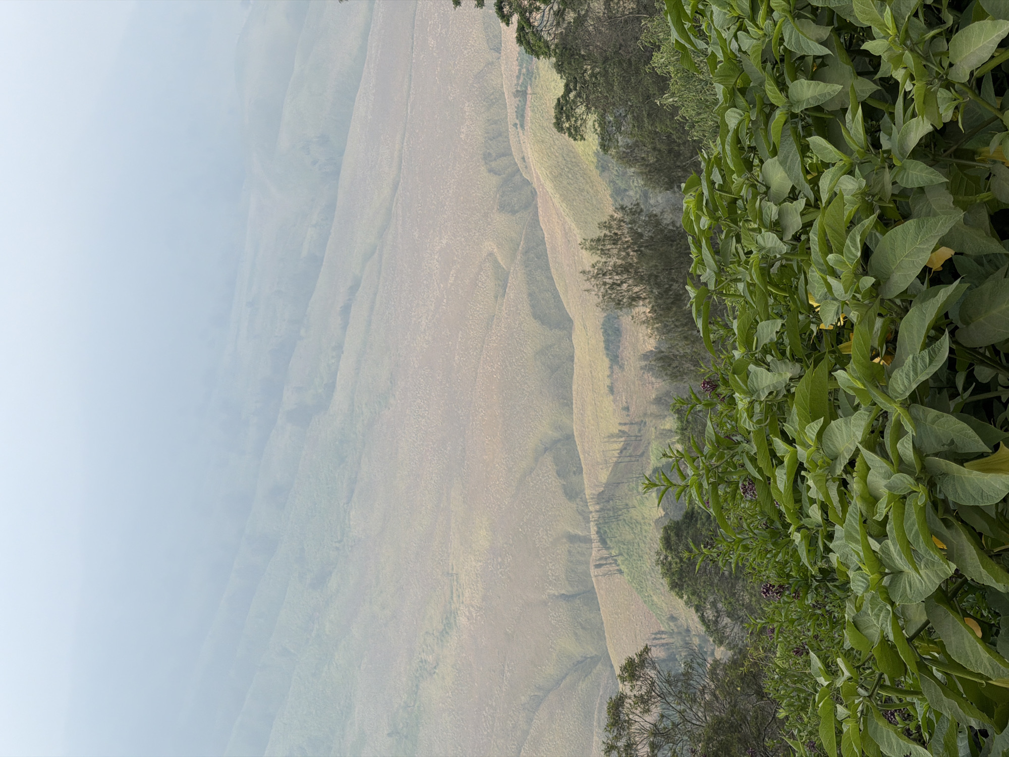 Misty morning views across Ngadas' volcanic highlands