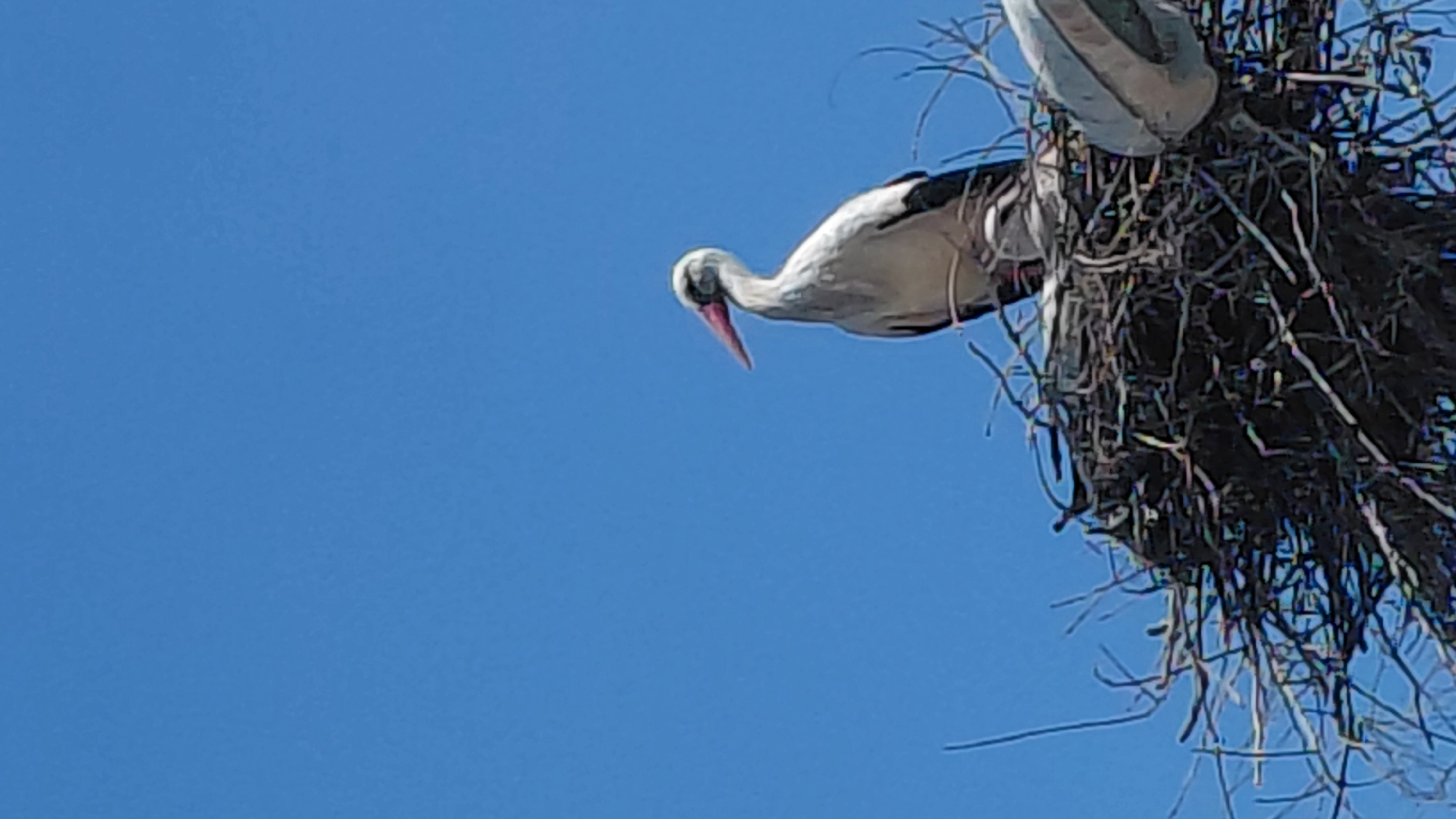 White storks nest atop utility pole observed Sunday morning