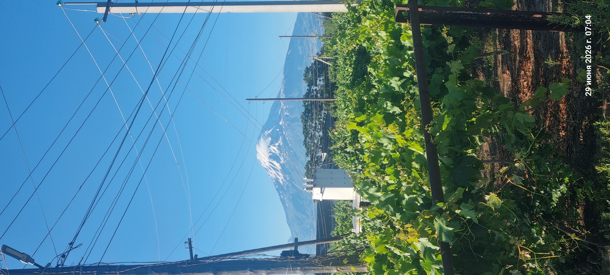 Vineyards and walnut trees near Alashkert with Ararat in view