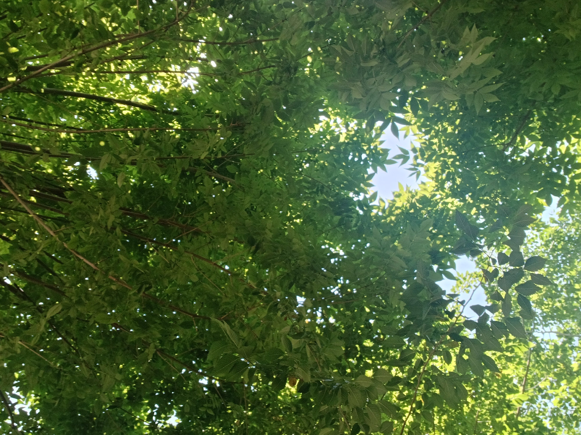 Morning tree canopy view captured in Vagharshapat, Armenia