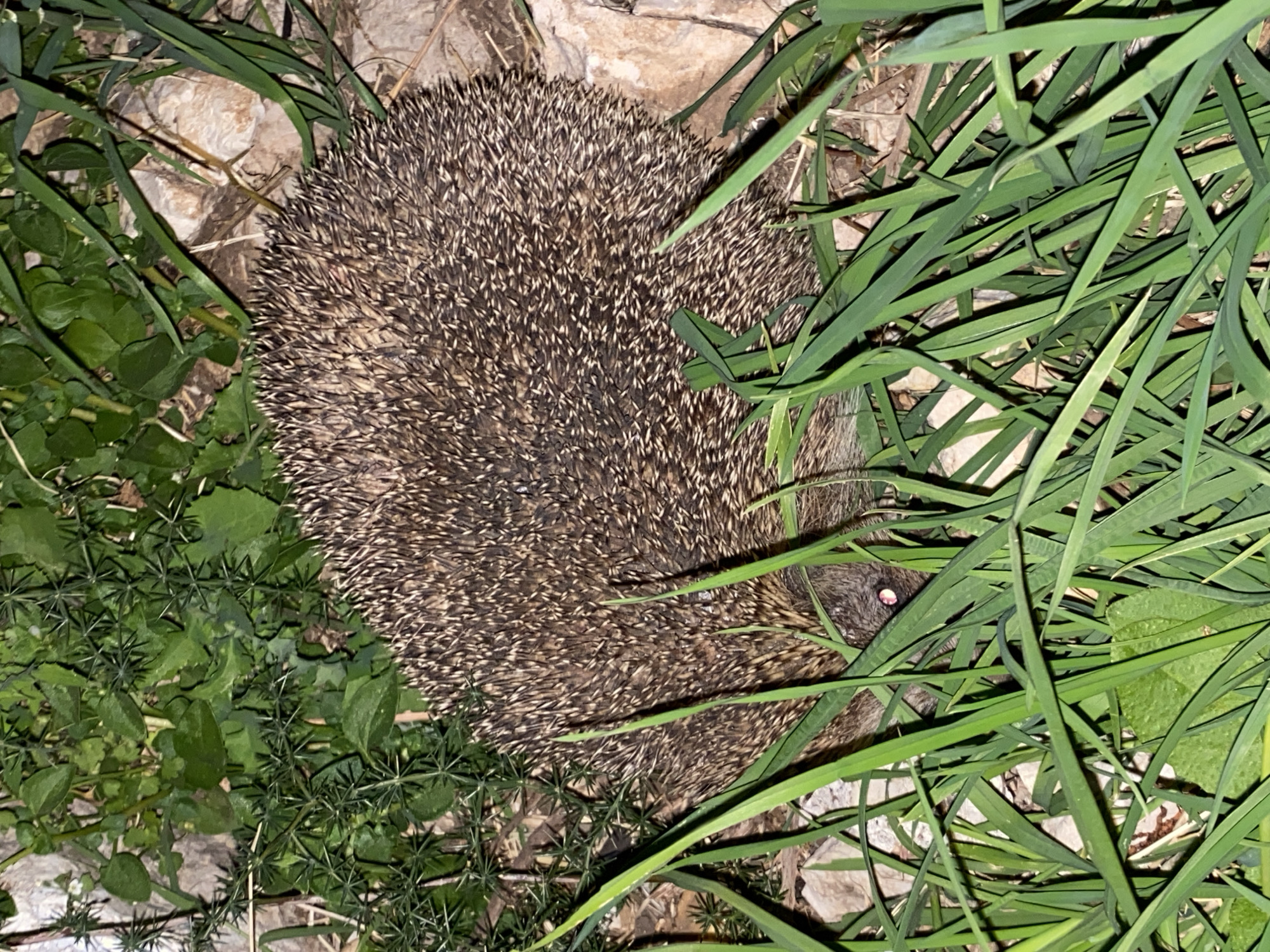 Hedgehogs spotted in urban Budva during evening documentation session