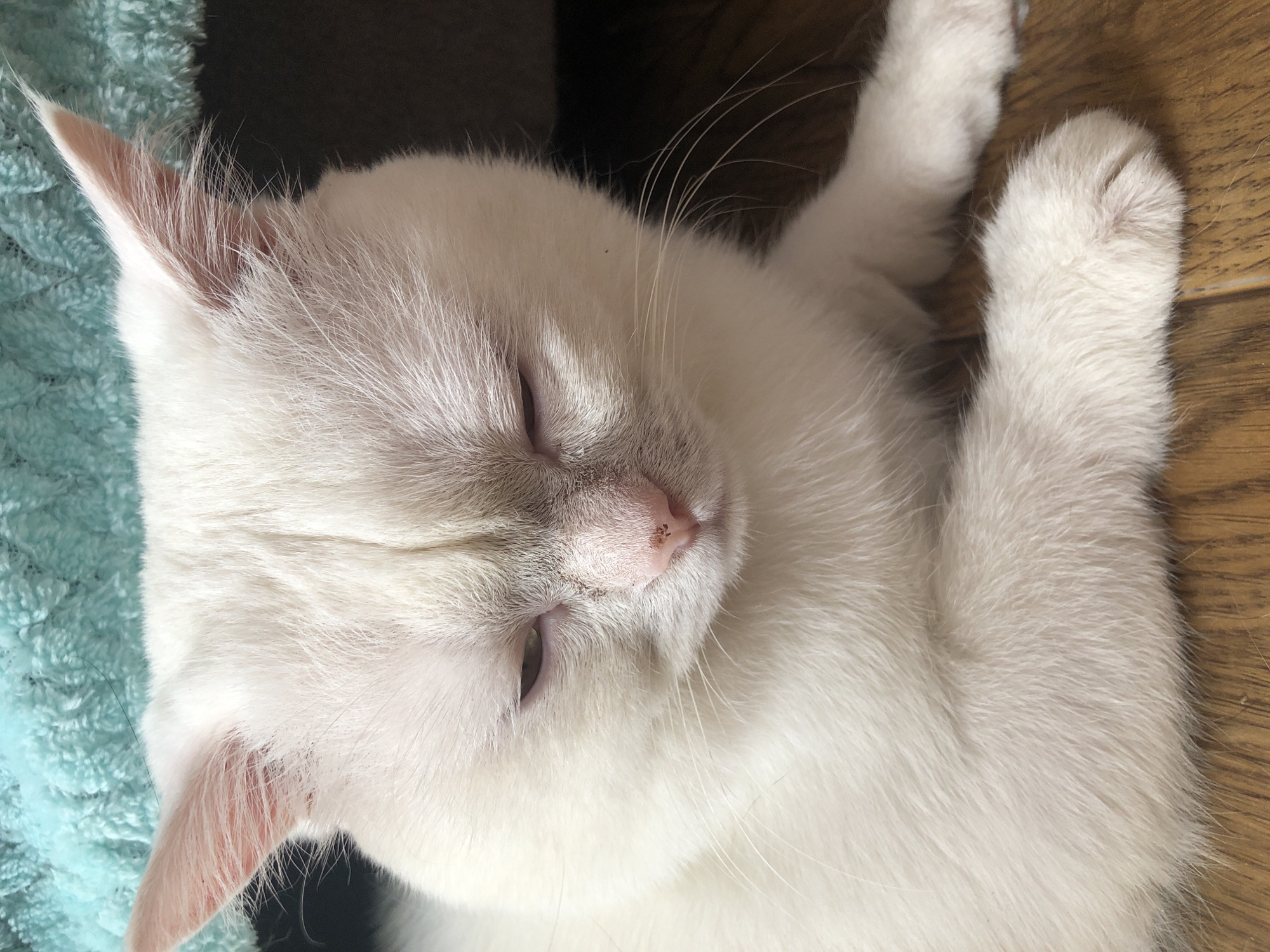 White cat and tabby doing absolutely nothing, very successfully