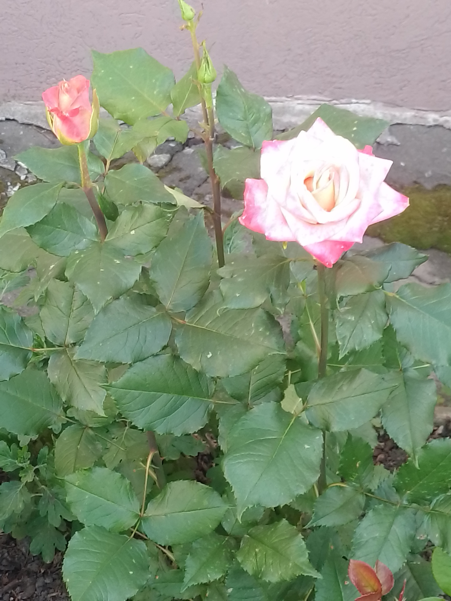 Garden flowers blooming in Myrhorod residential area