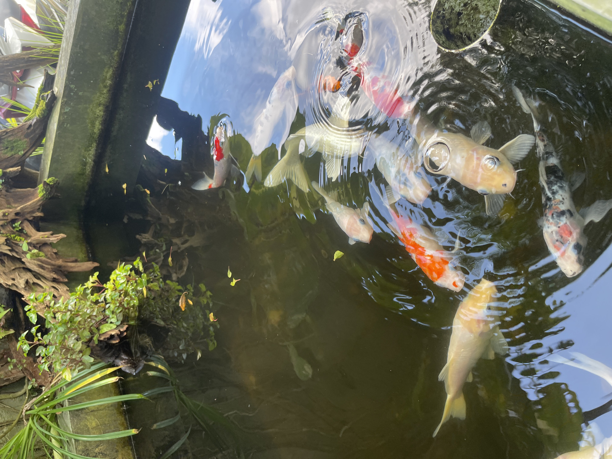 Child watches koi fish at peaceful pond in Rojoimo