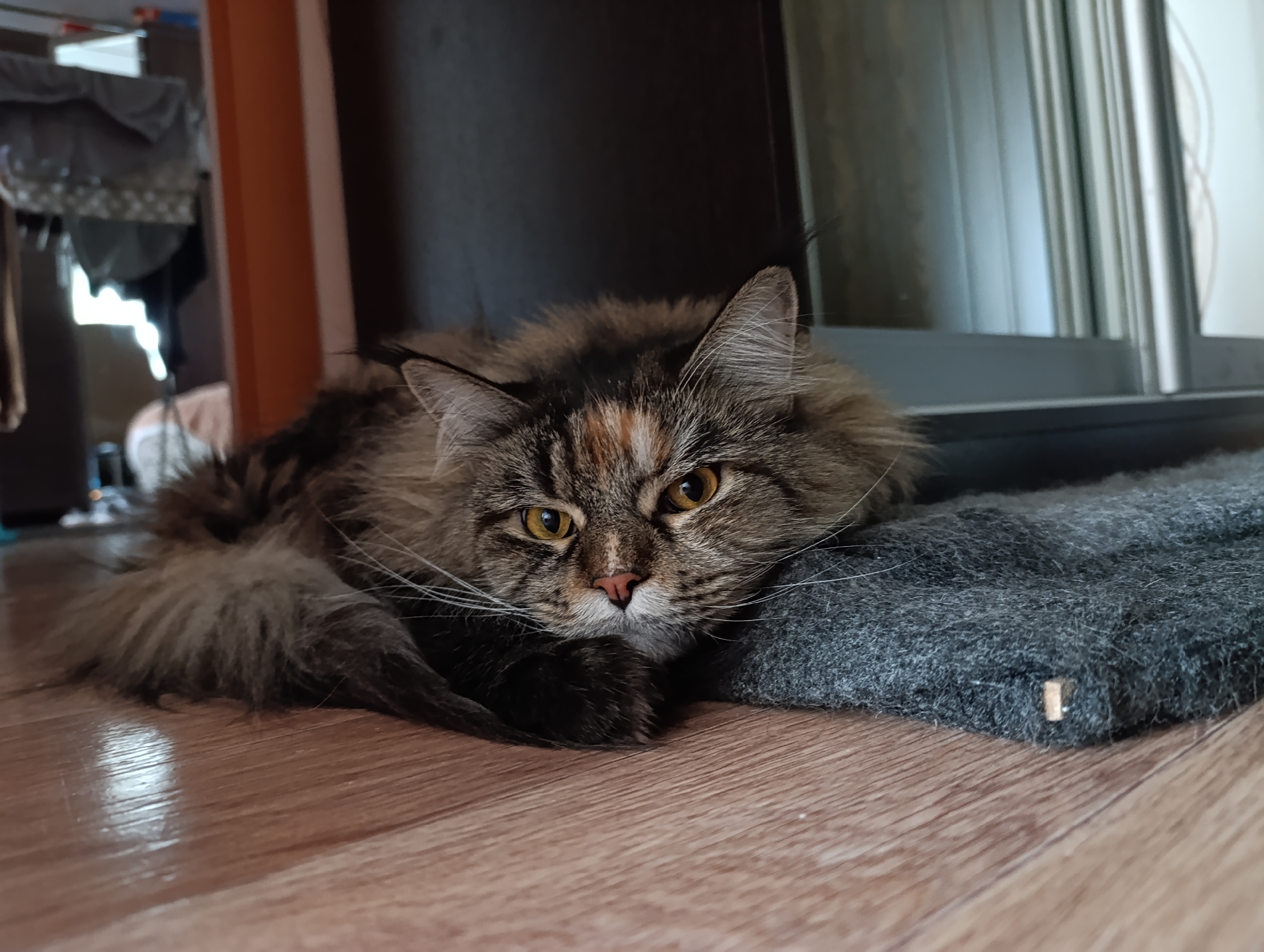Lazy morning at home with a fluffy cat and some selfies