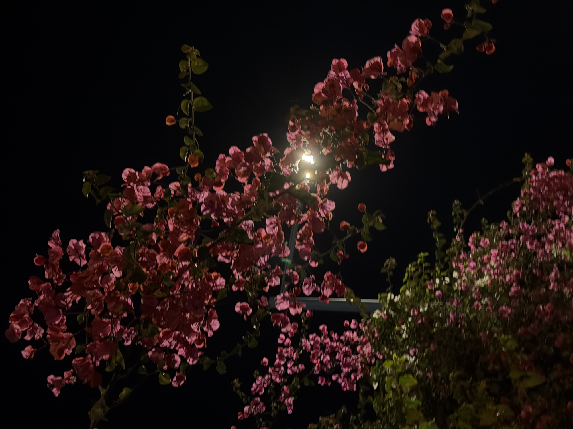 Blooming bougainvillea observed under street light in Bat Yam