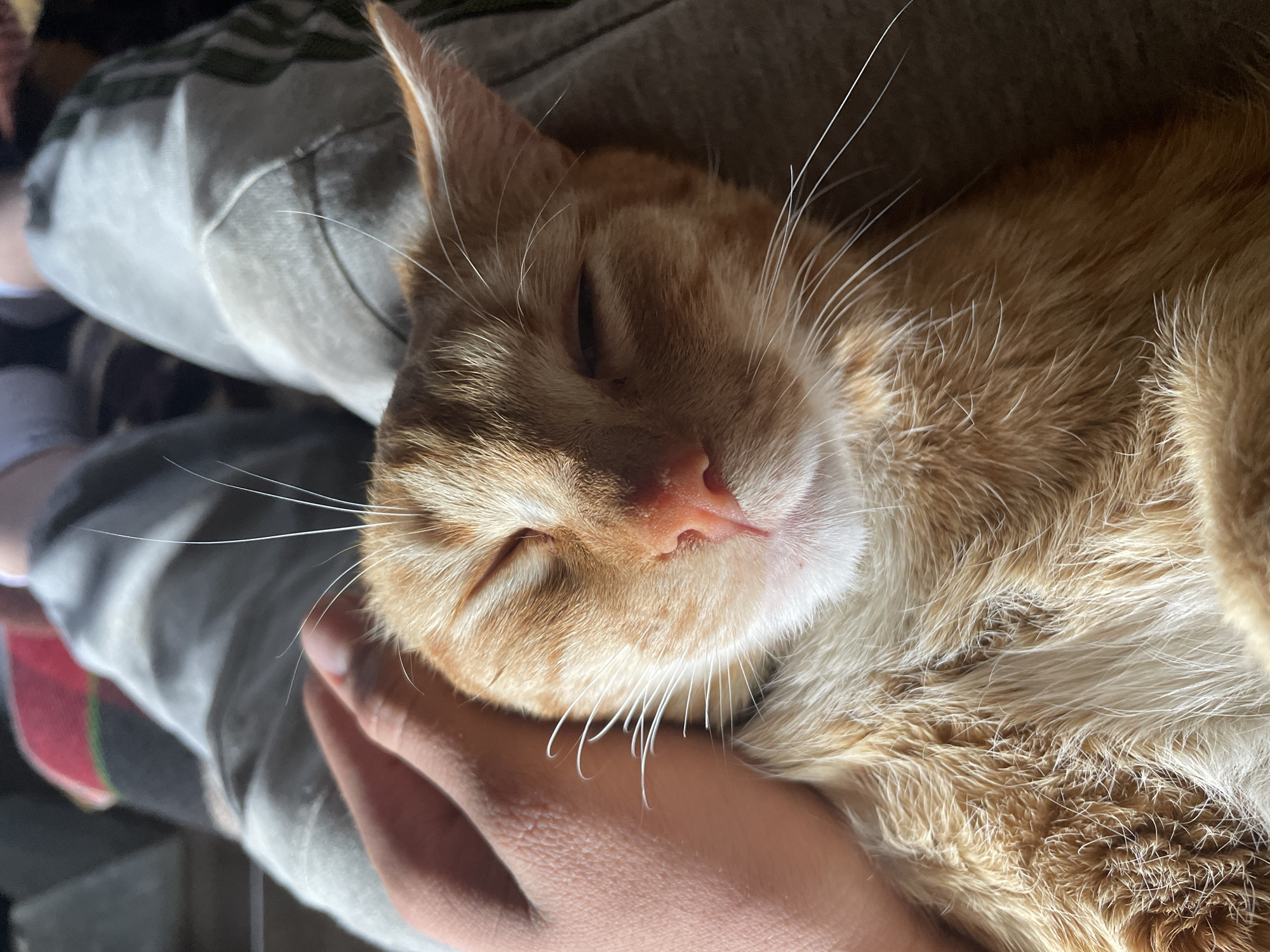 Quiet pet moments captured in Bulgarian town afternoon