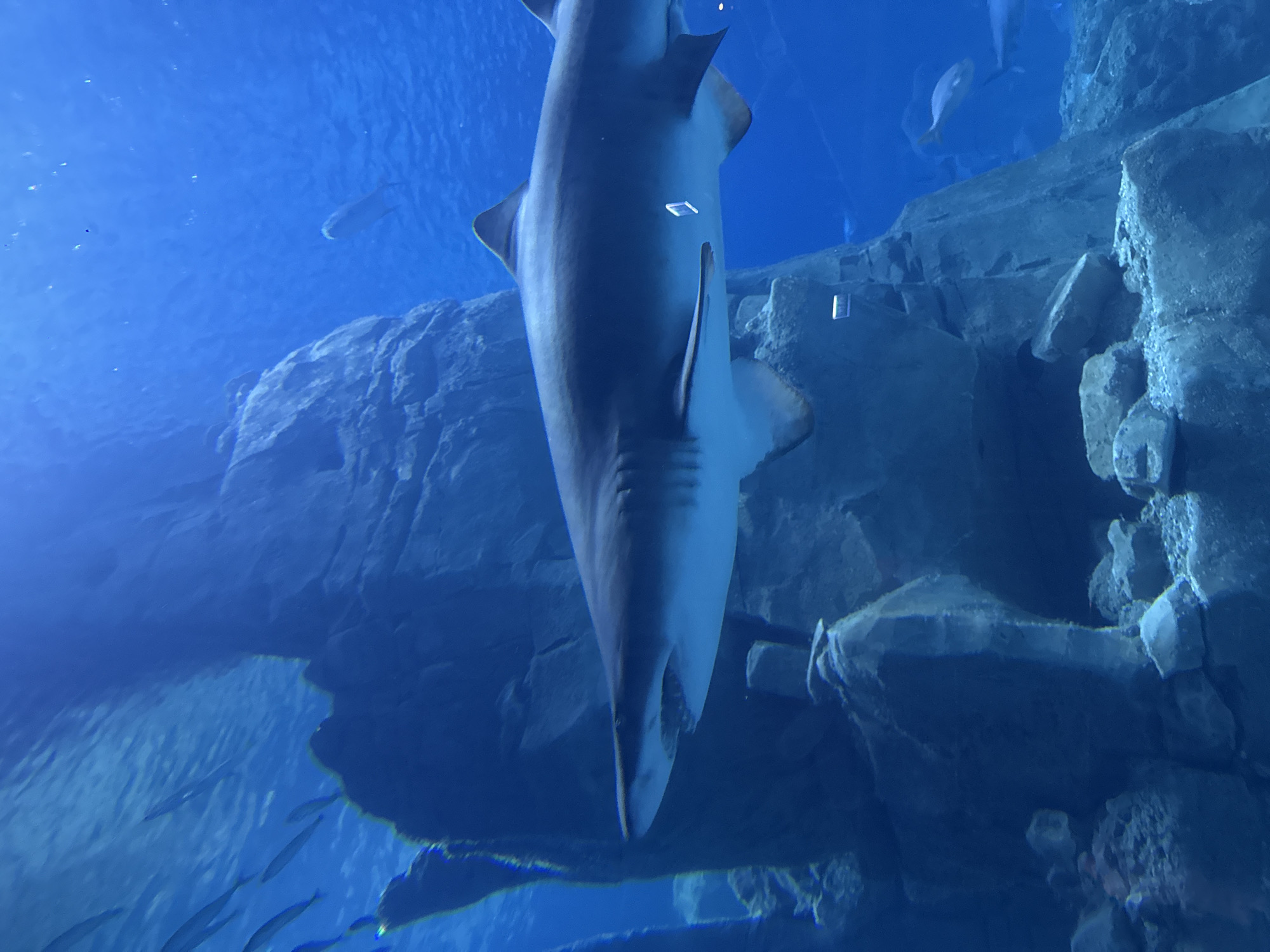Marine life activity documented at Istanbul area aquarium facility