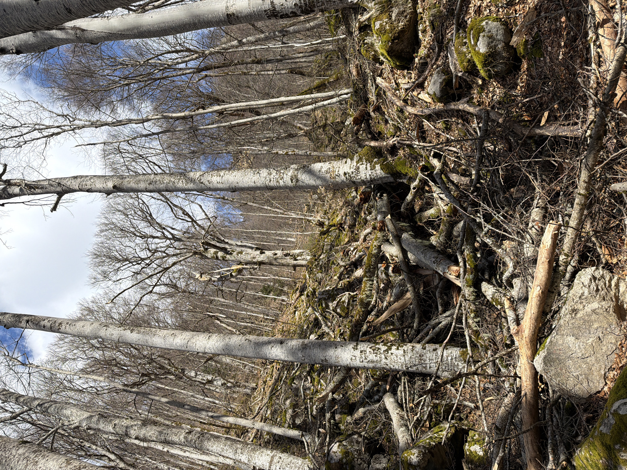 Forest conditions documented at Bulgarian Rila Monastery site