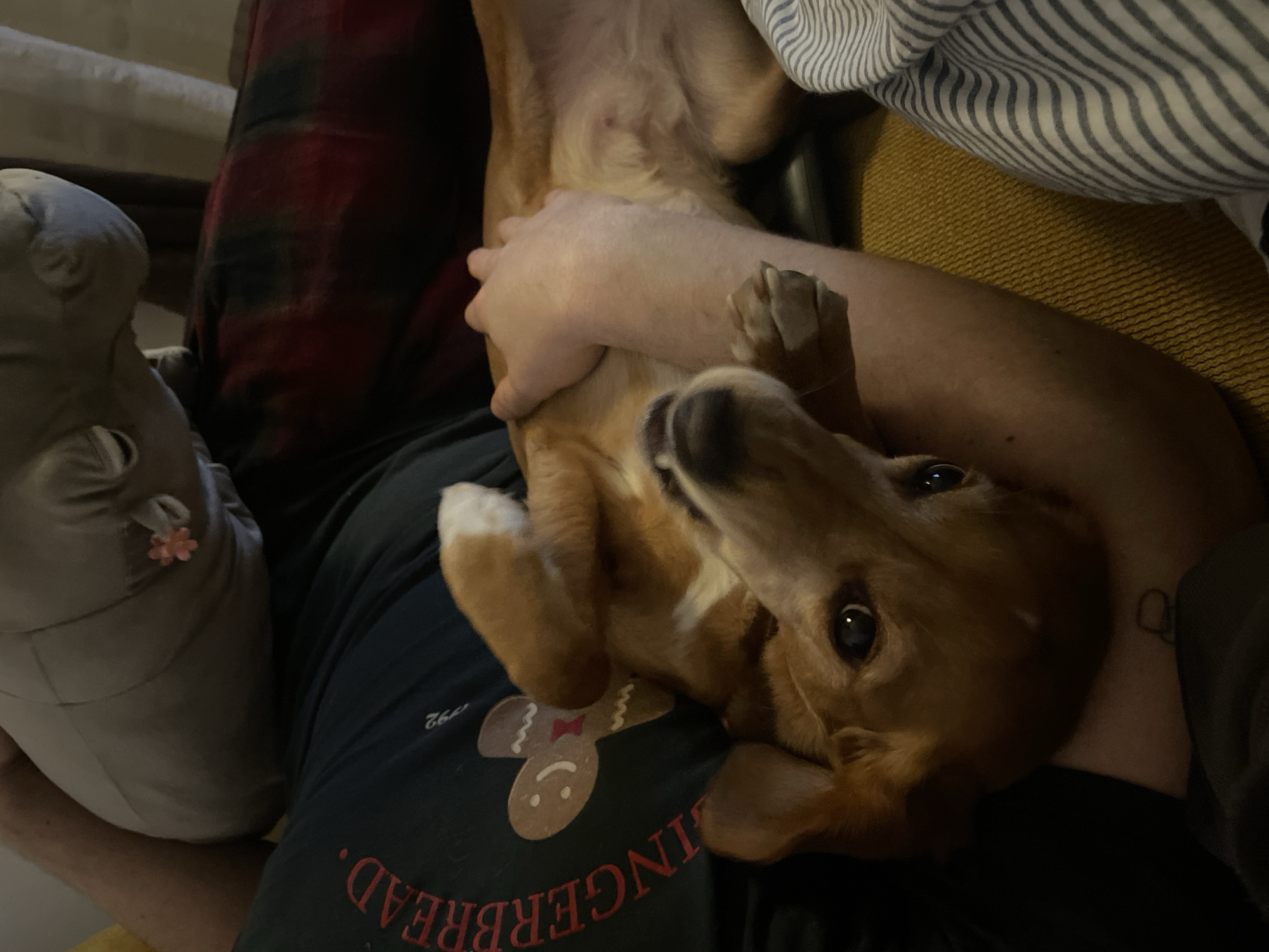 Dog held upside down in Belgrade street scene