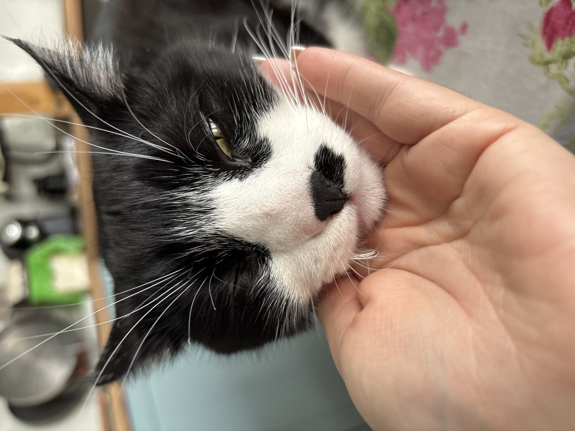 Cat receives affection from owner in Pernik home