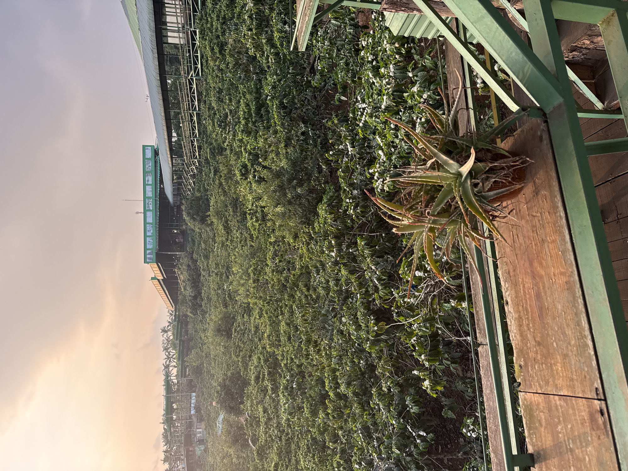 Morning observations capture Da Lat plantation views and wildlife