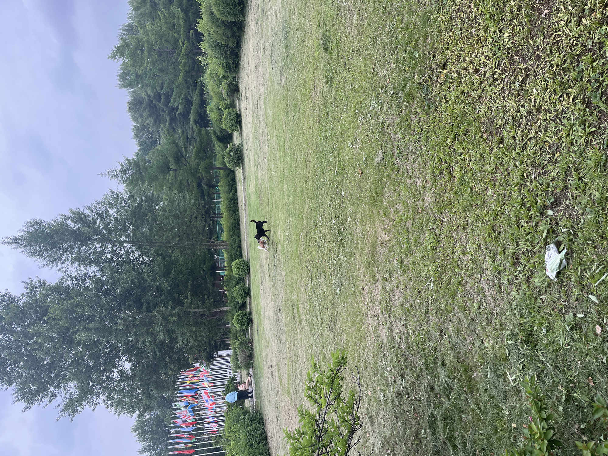 Morning park walk documented in Changchun with playing dogs