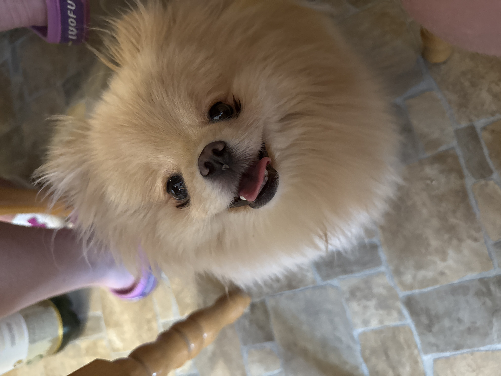 Two Pomeranians spend an afternoon at home