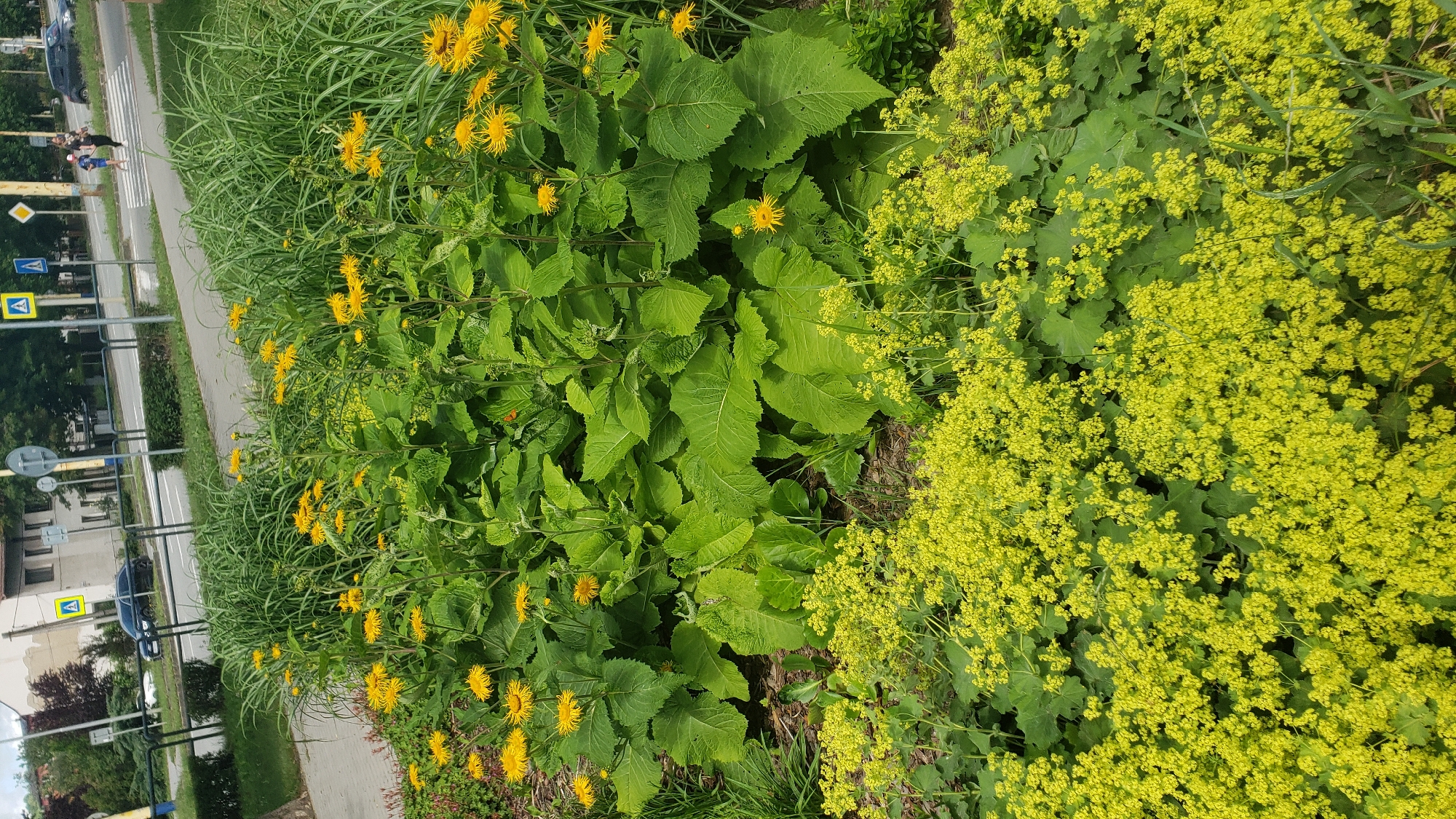 Morning walk through Prešov captures everyday urban life