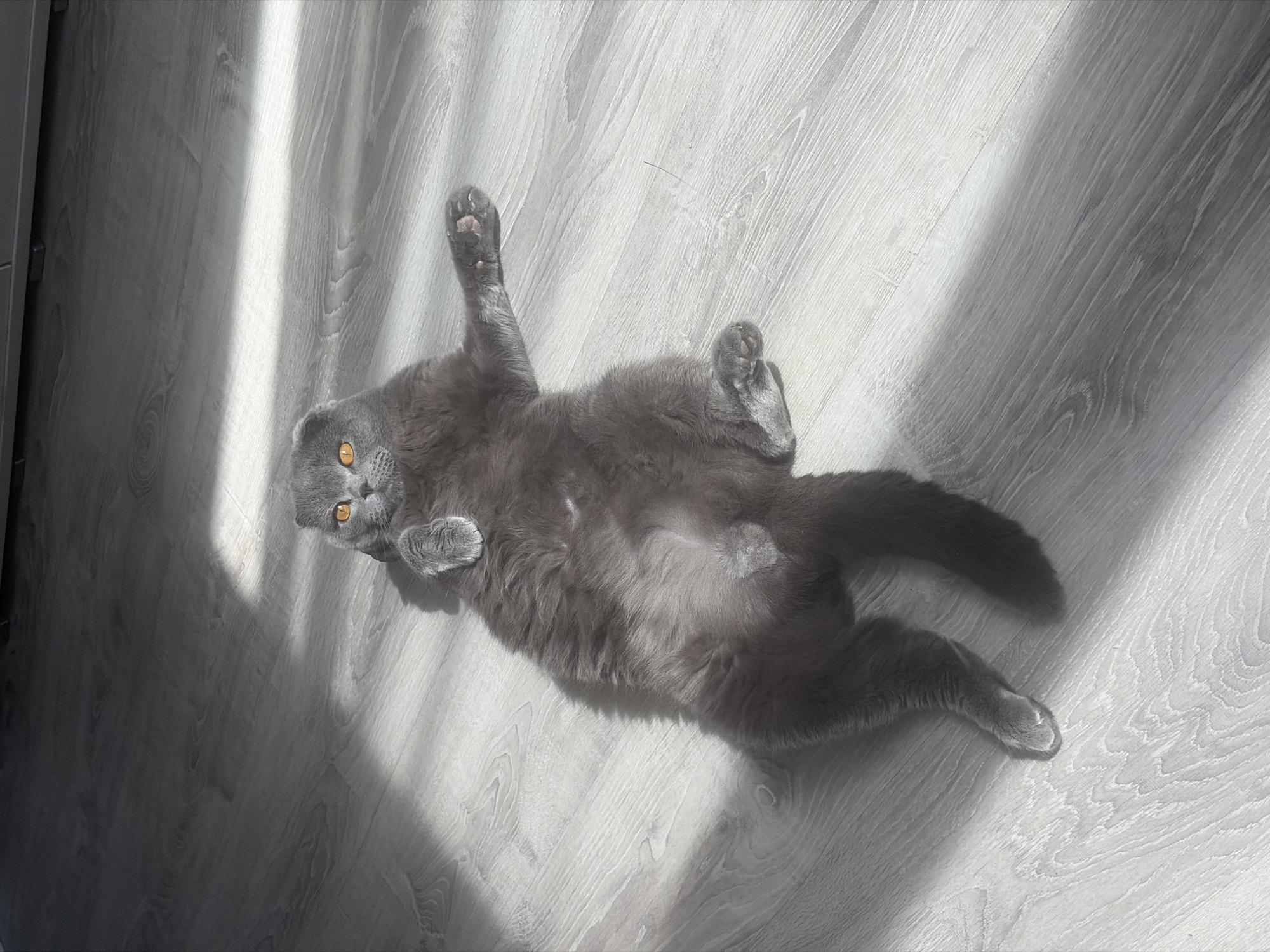 Morning routine with cat and sandwich in Saint Petersburg