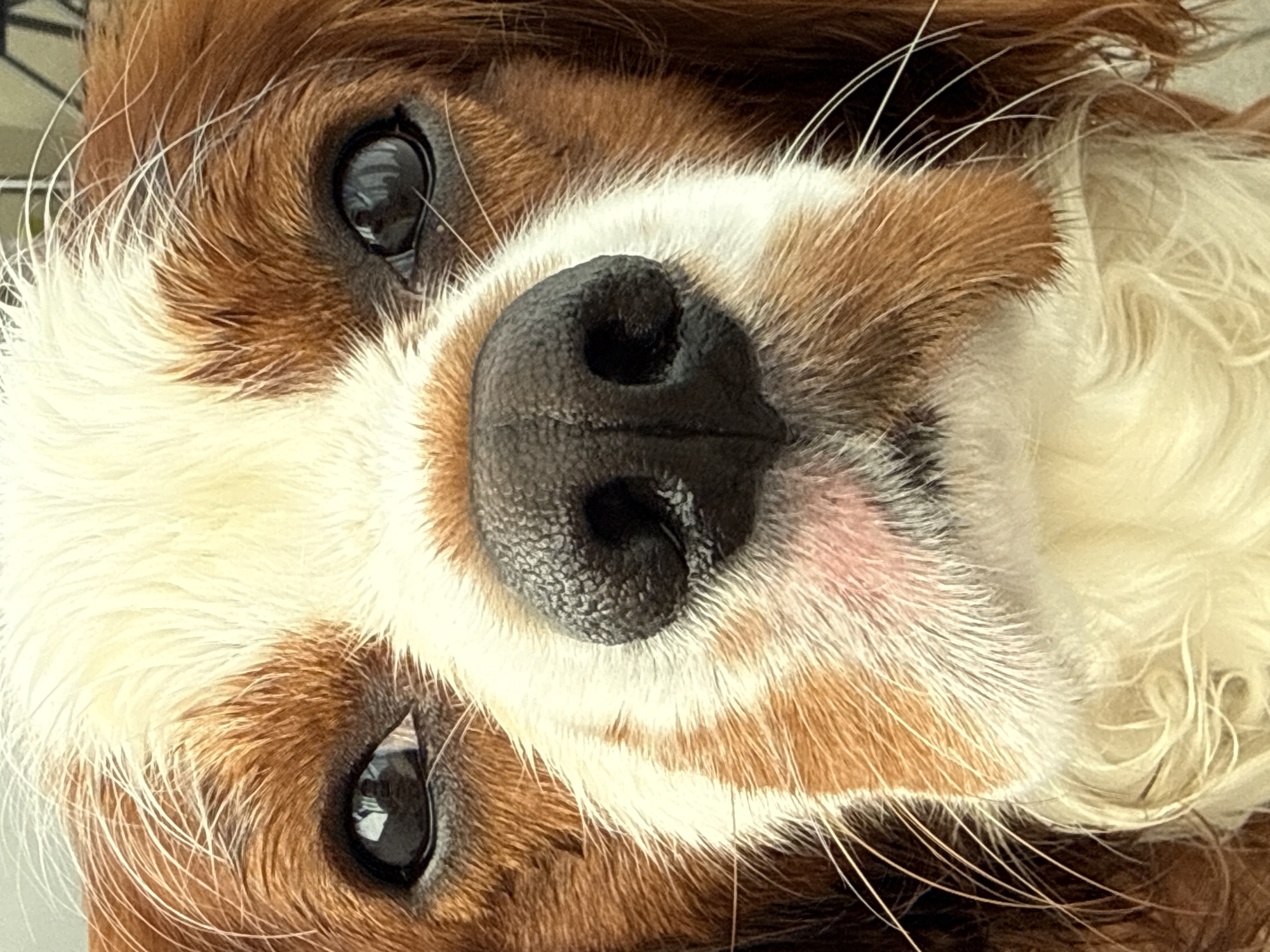 A Cavalier King Charles Spaniel's morning in Dobrich