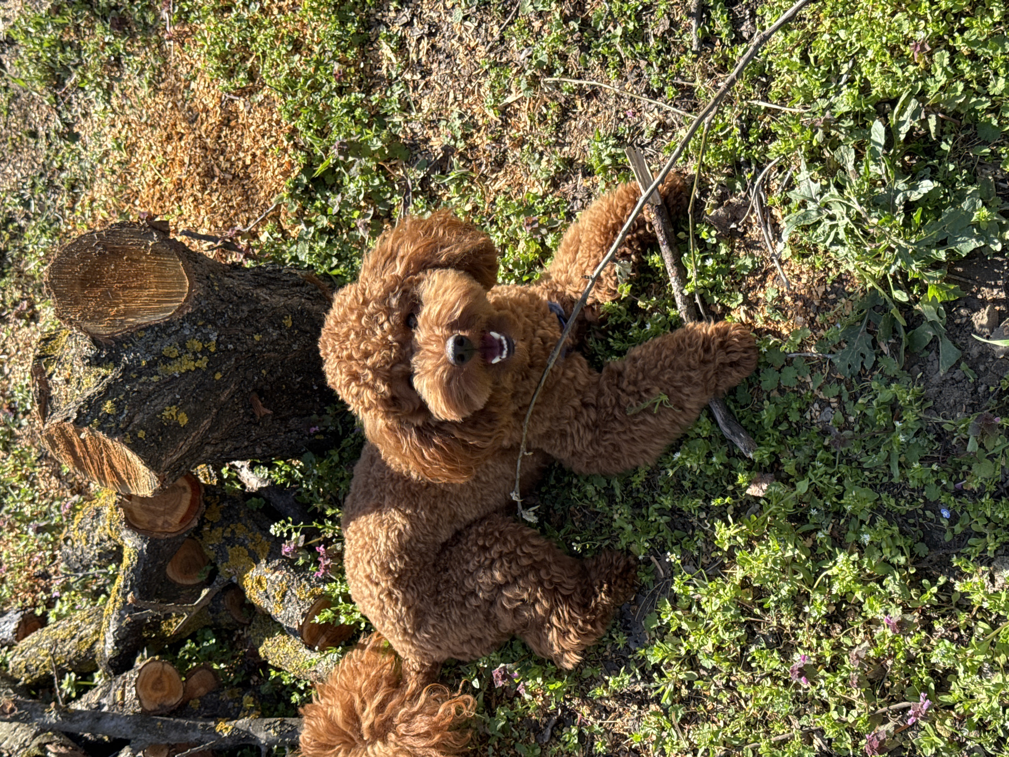 Brown poodle rests near moss-covered logs in Kozloduy