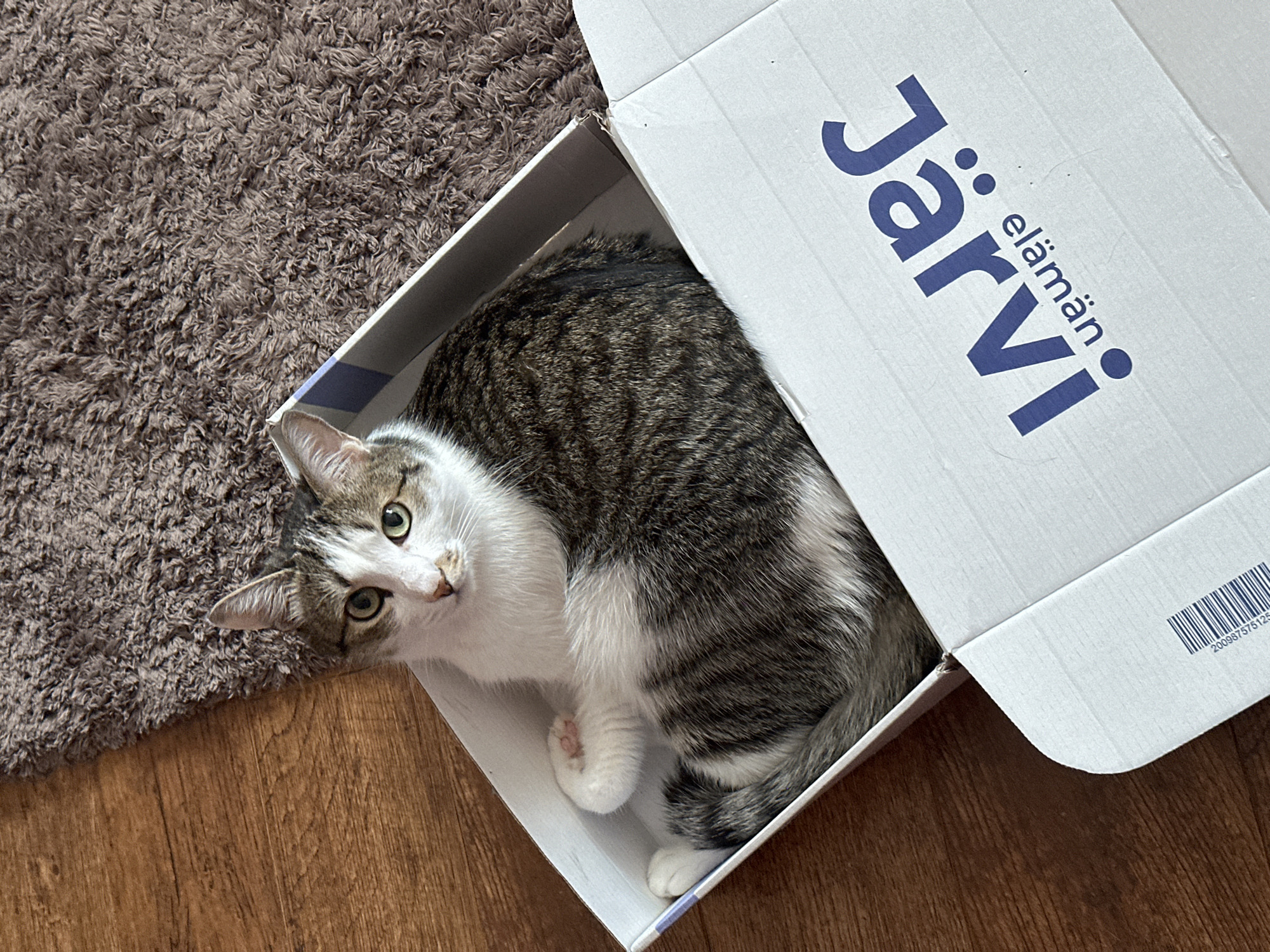 Cat photographed in cardboard box in Krasnoyarsk